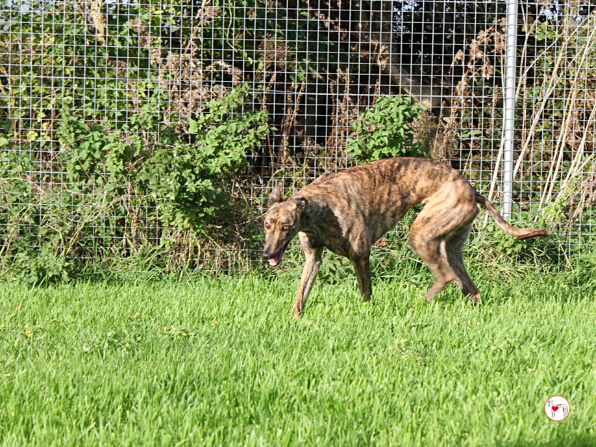 holly grey adozione 7