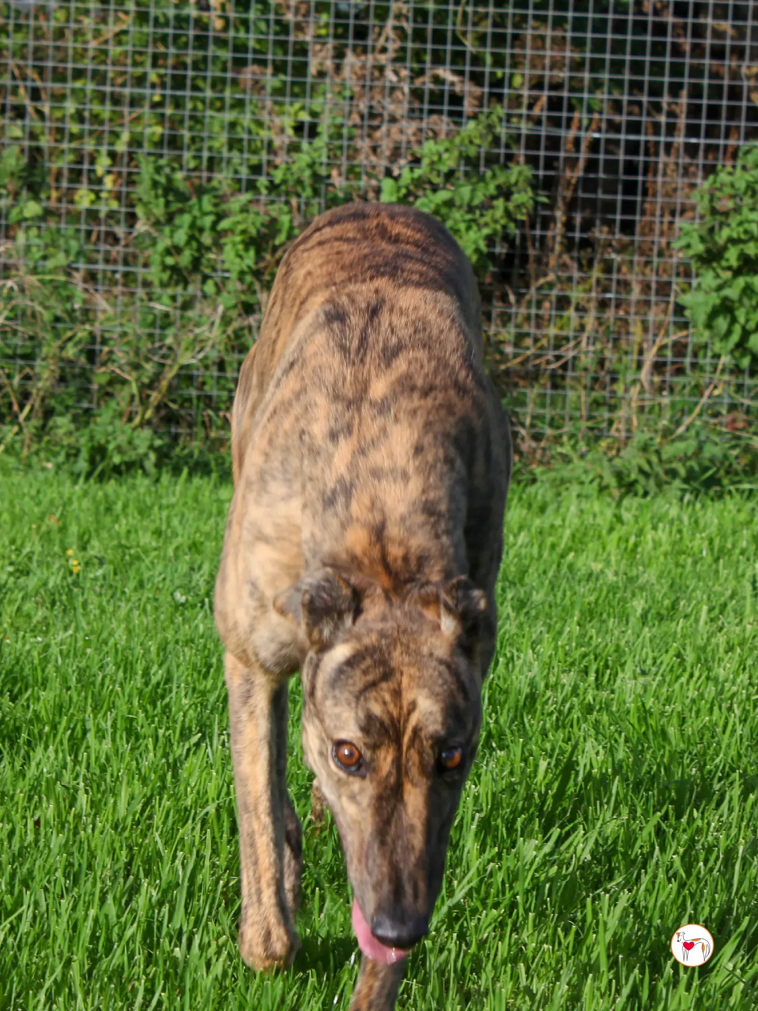 holly grey adozione 8