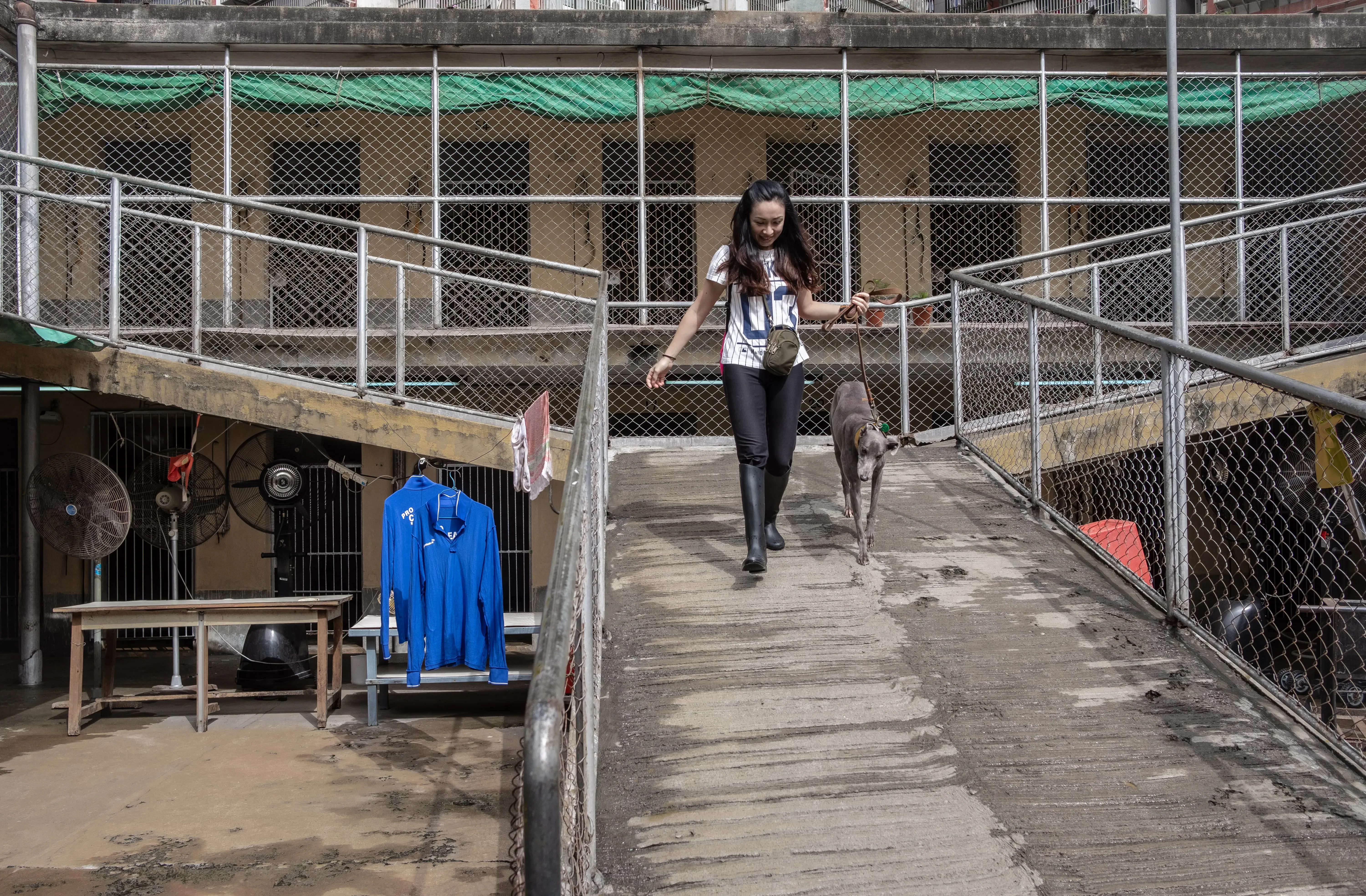 holy sen adozione greyhound macao 1