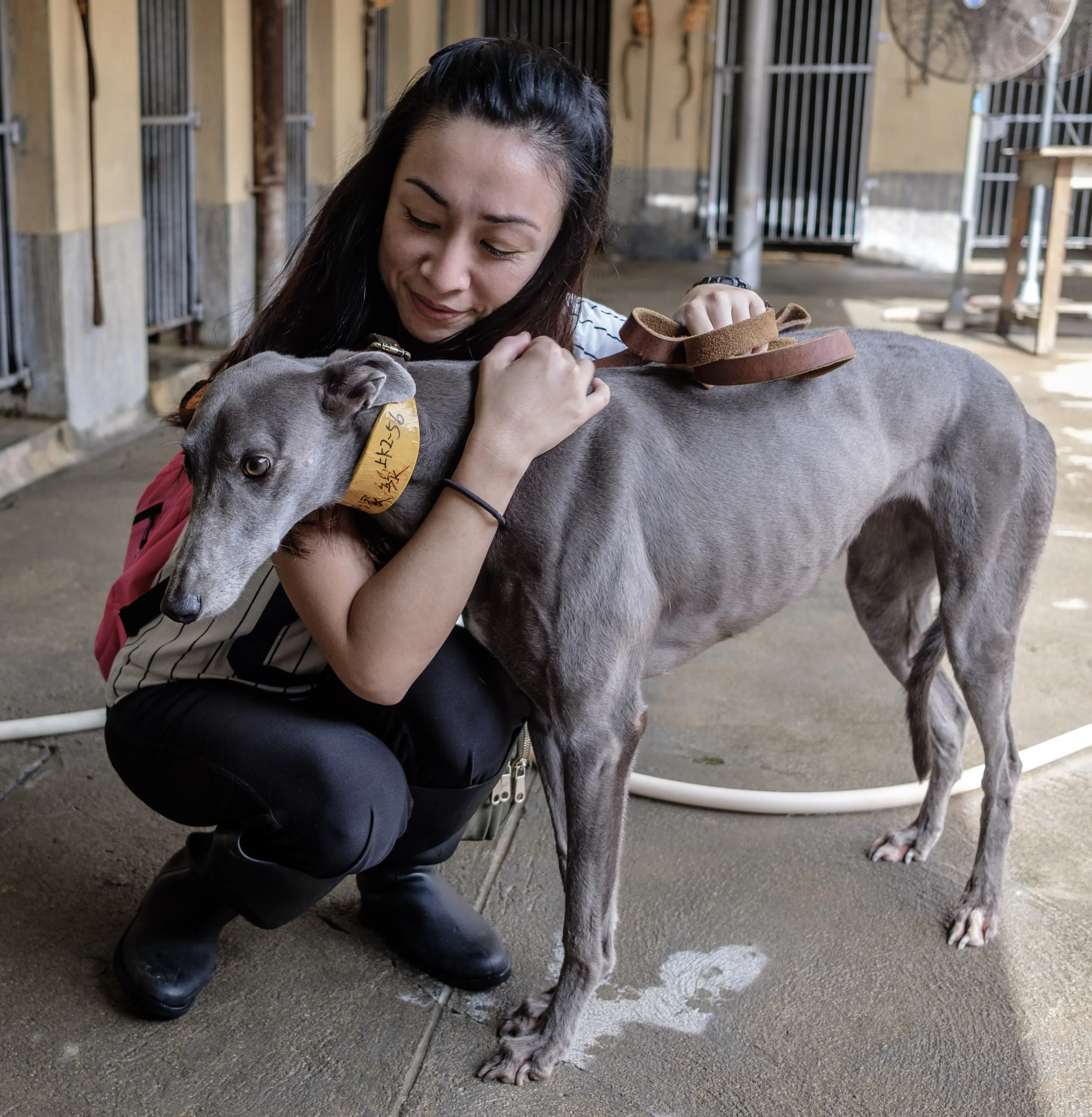 holy sen adozione greyhound macao 10