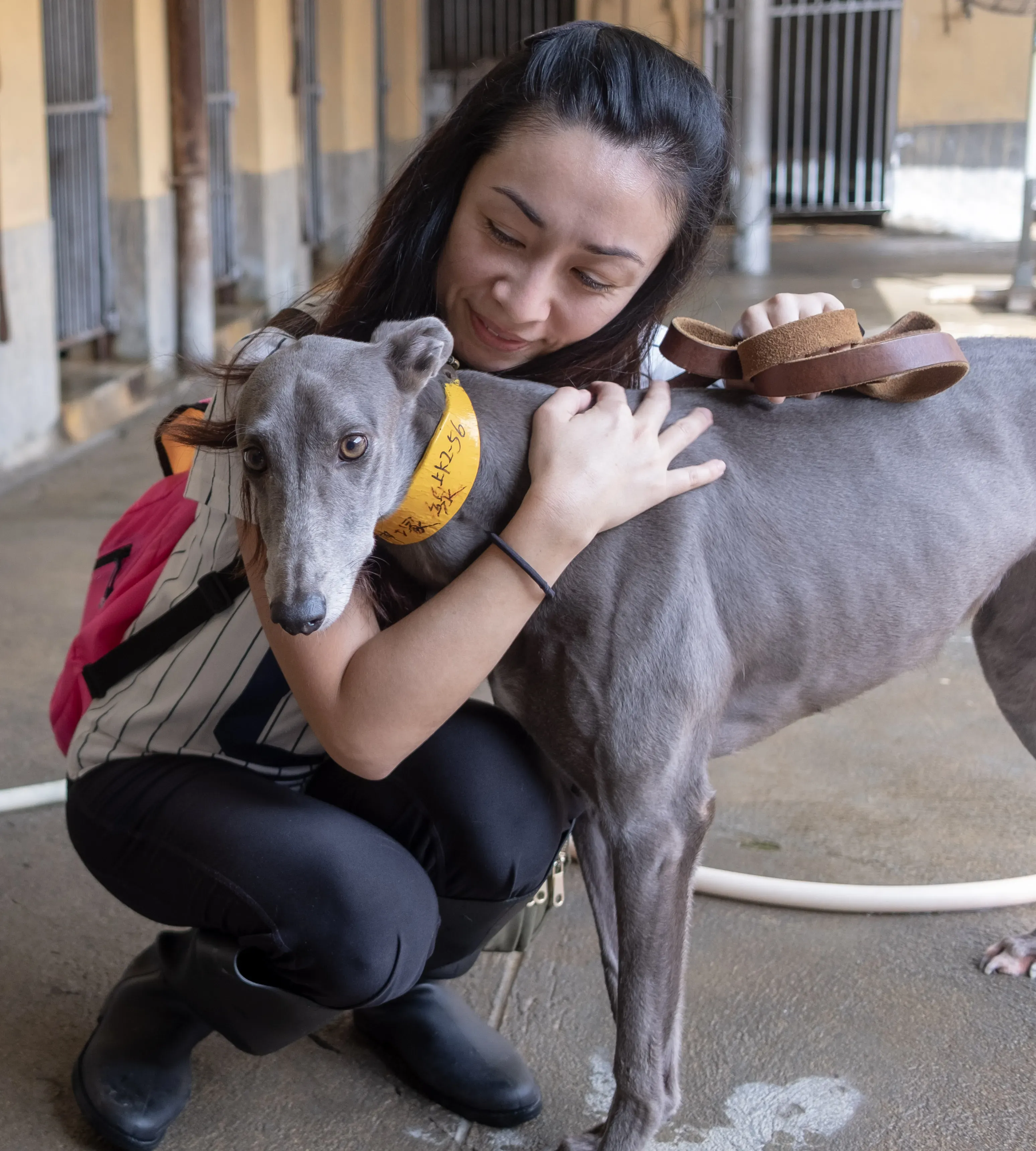 holy sen adozione greyhound macao 11