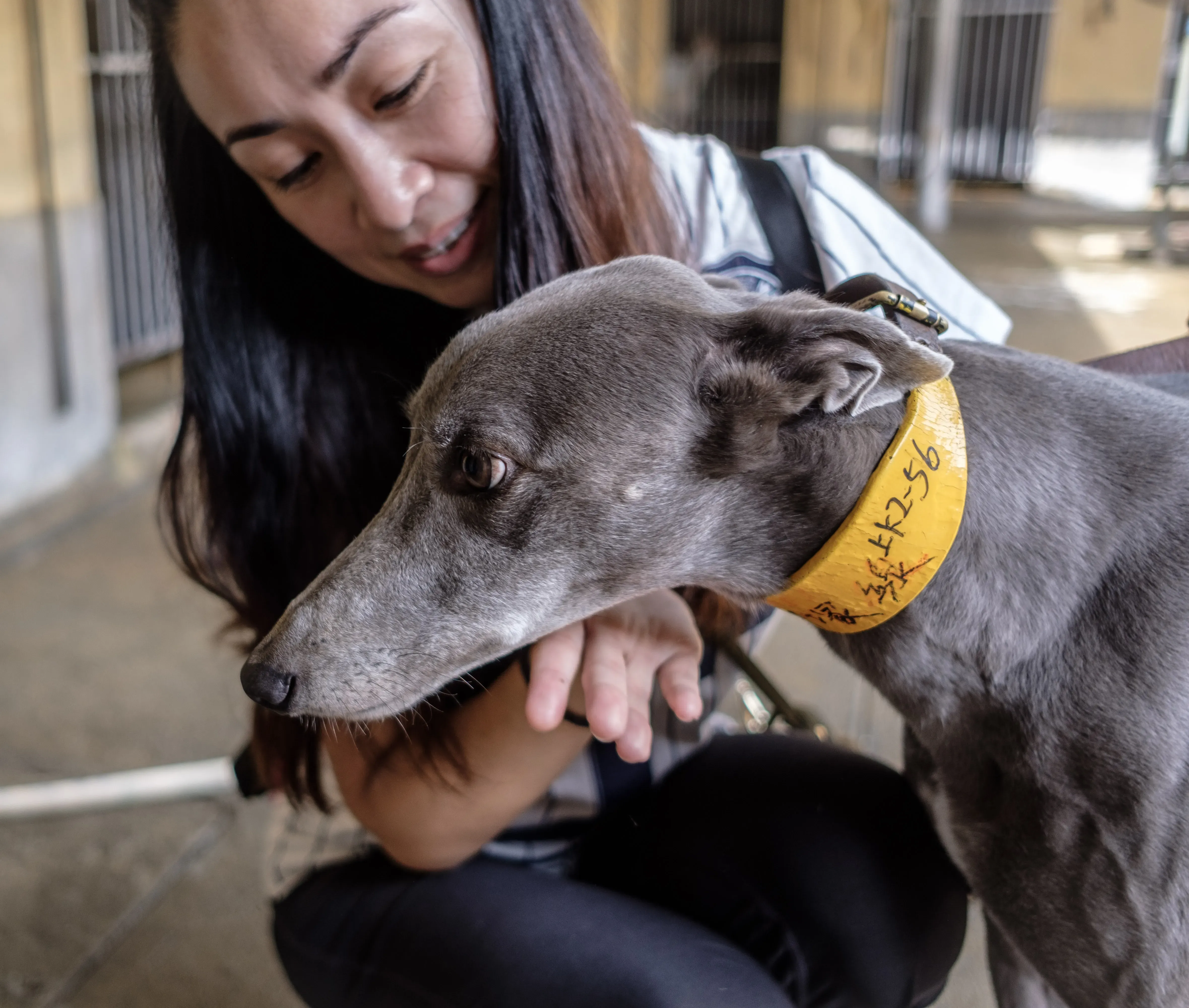 holy sen adozione greyhound macao 12