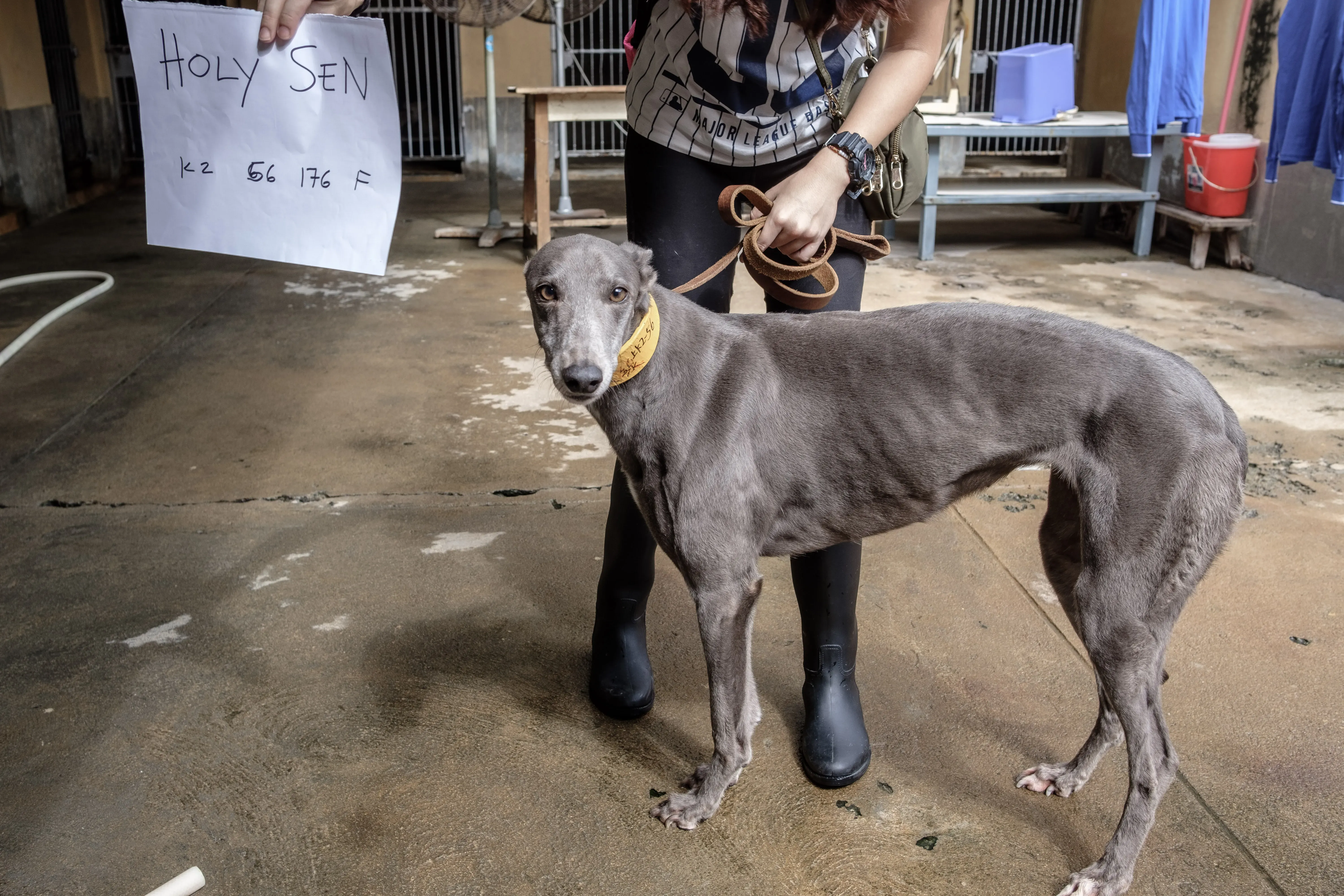 holy sen adozione greyhound macao 3
