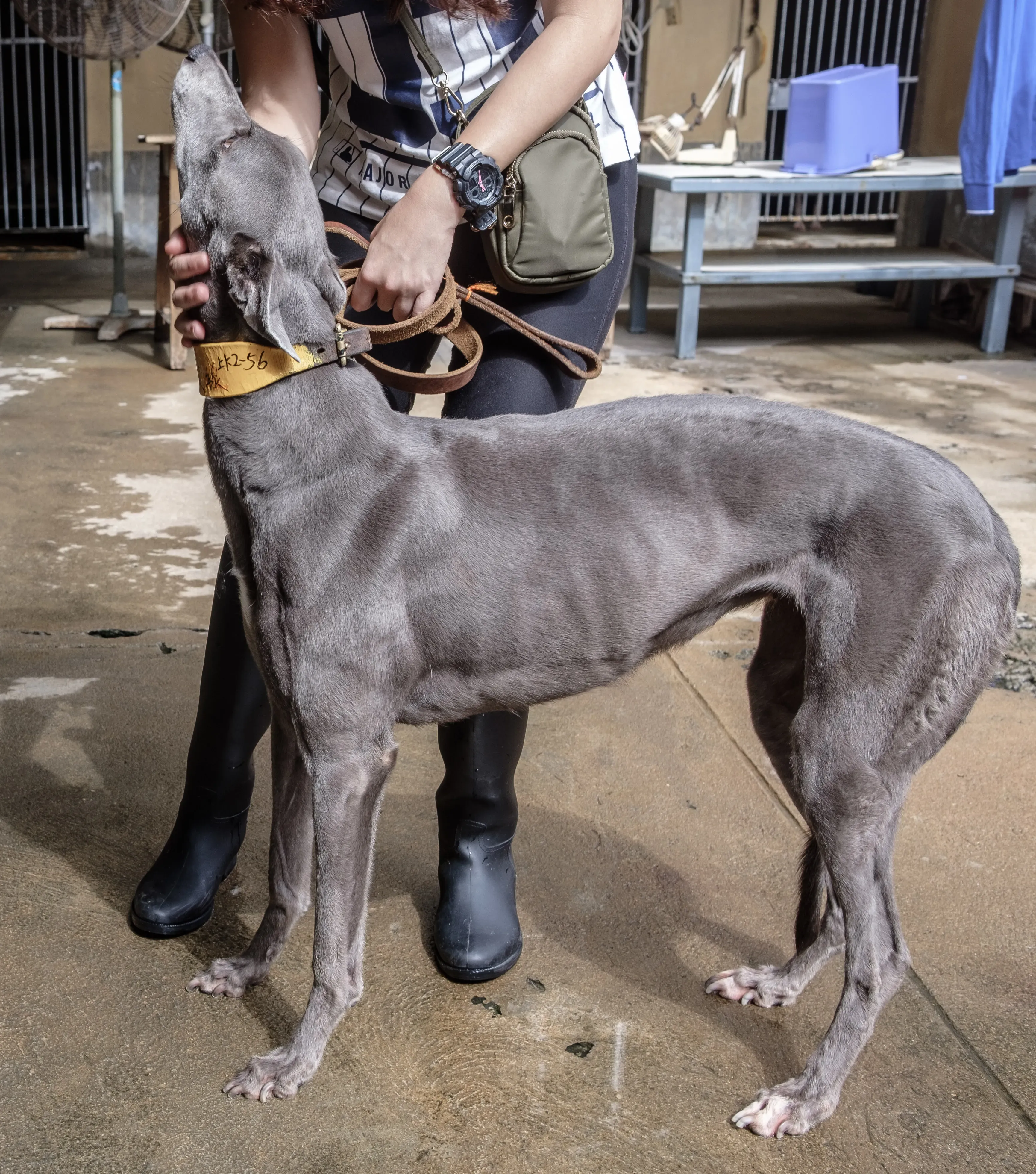 holy sen adozione greyhound macao 4