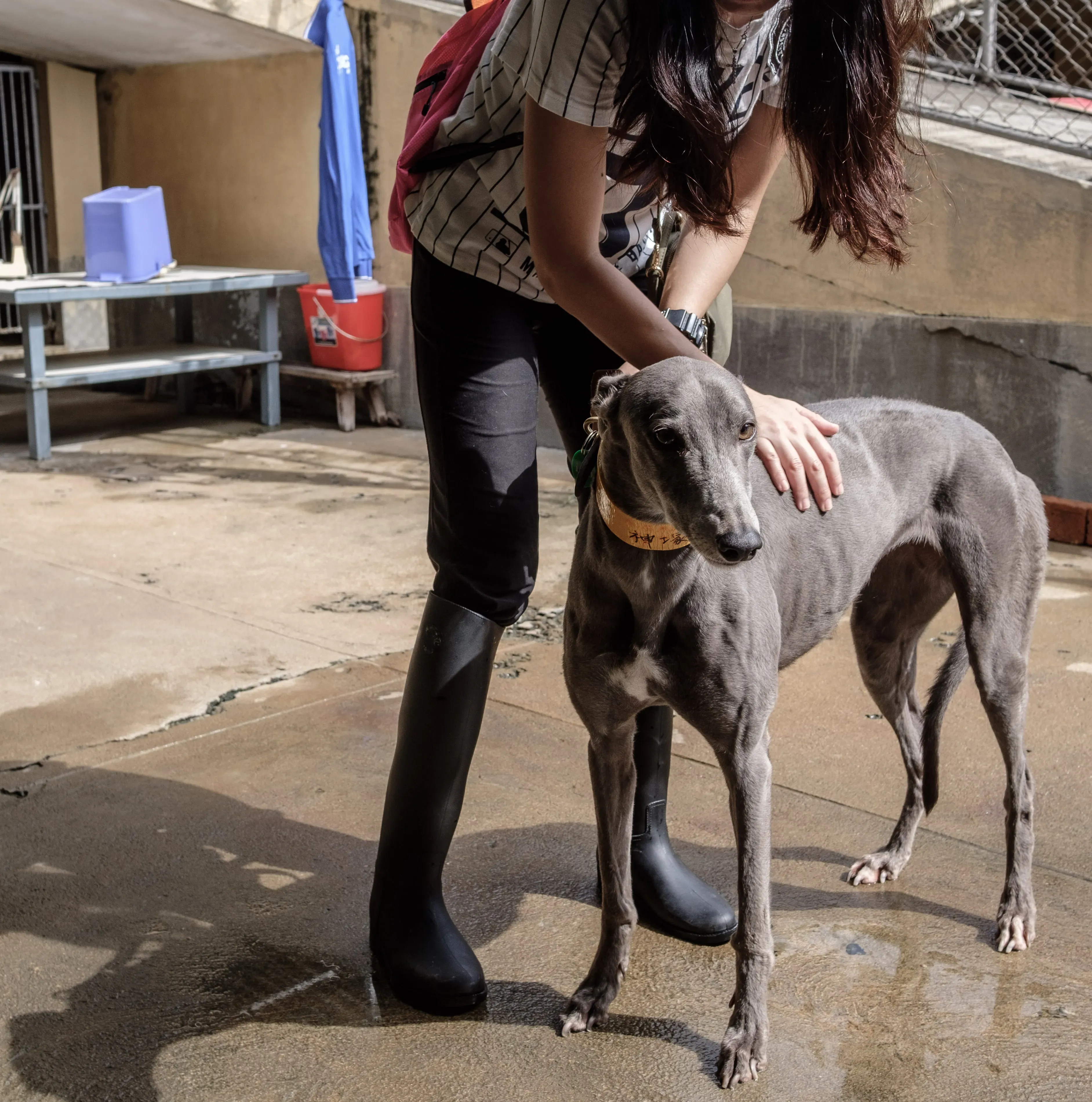 holy sen adozione greyhound macao 7