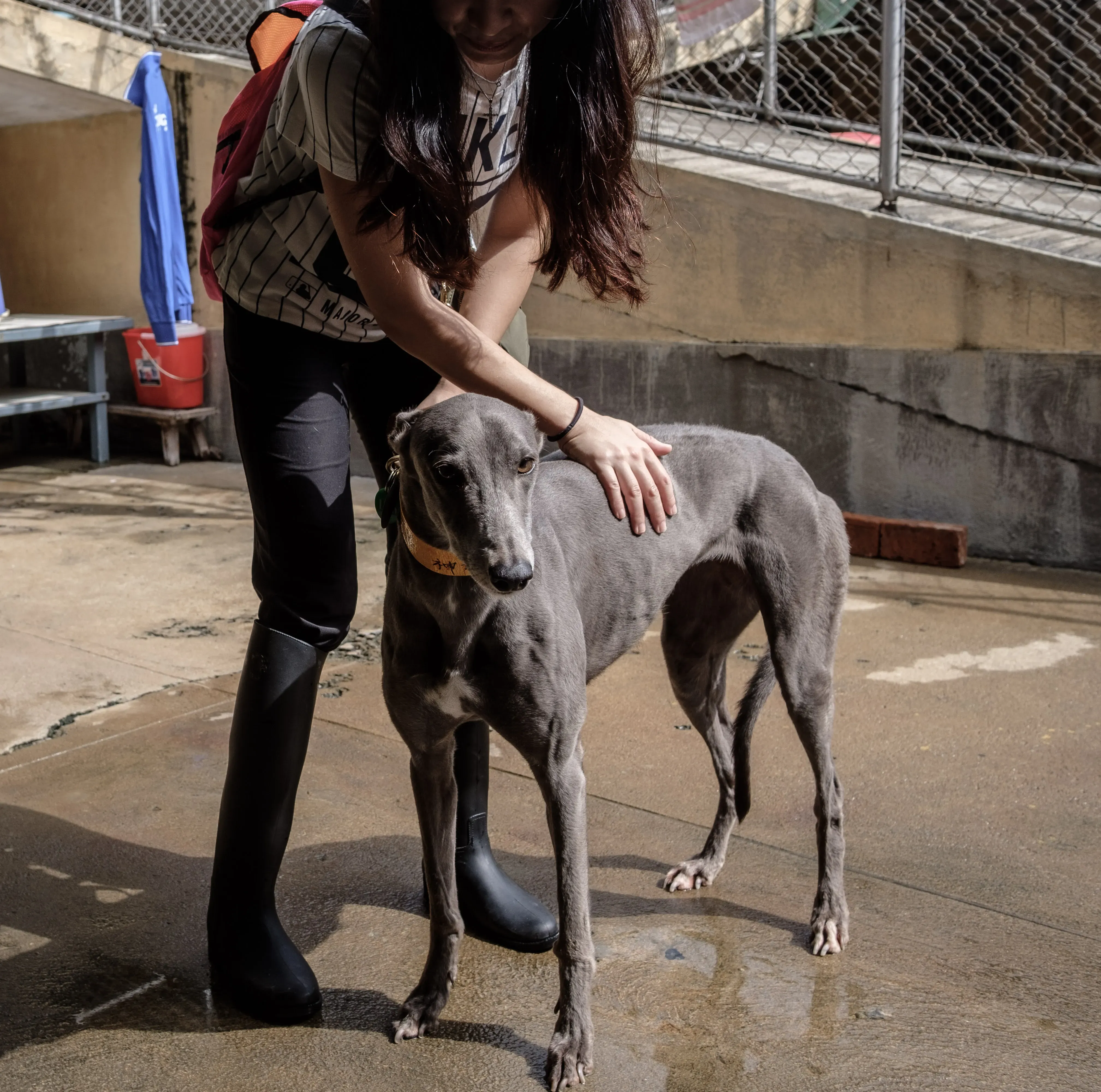 holy sen adozione greyhound macao 8