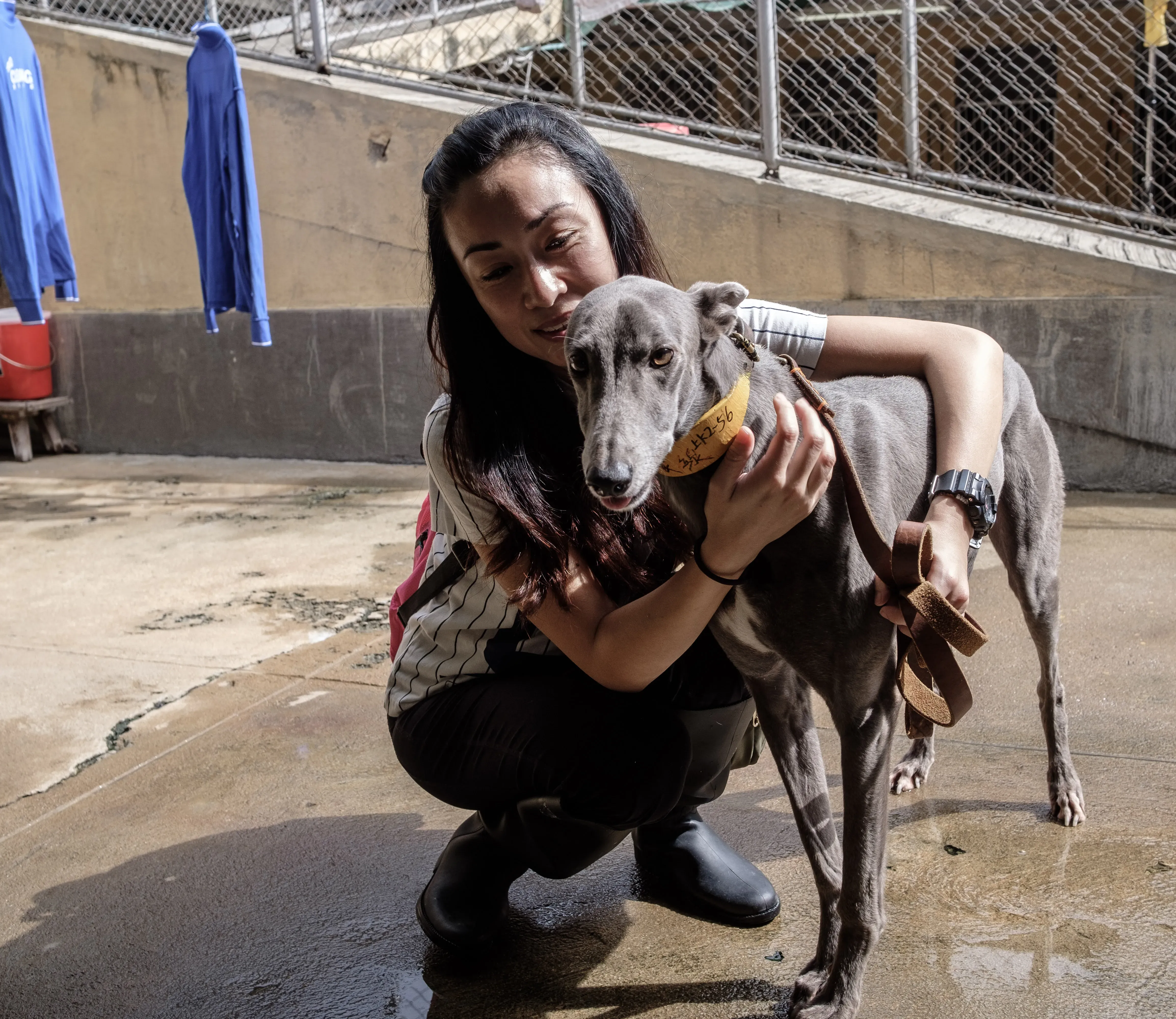 holy sen adozione greyhound macao 9