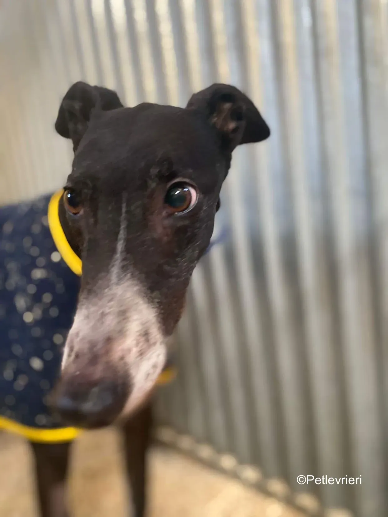 homer adozione levrieri greyhound 1