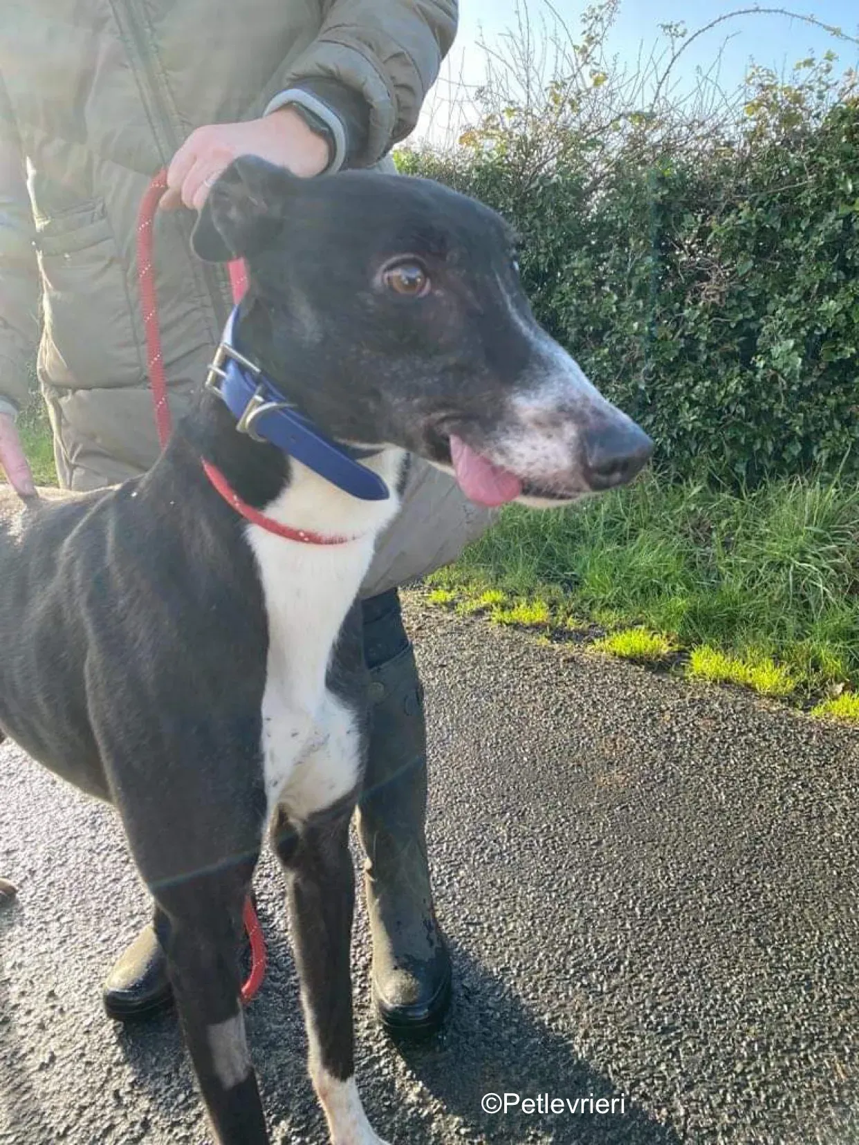 homer adozione levrieri greyhound 2