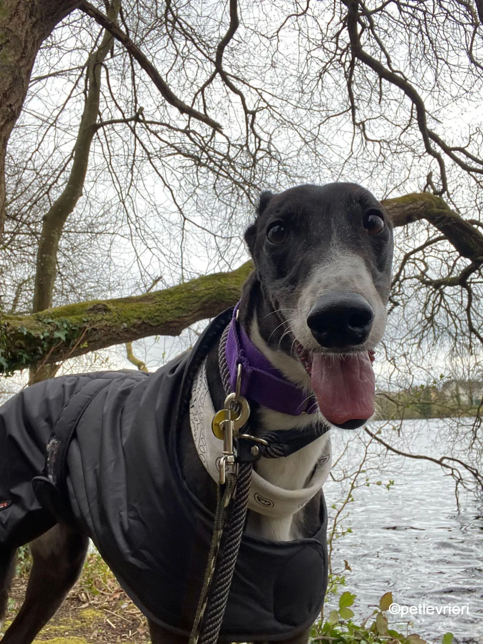 homer greyhound adozione pet levrieri 01