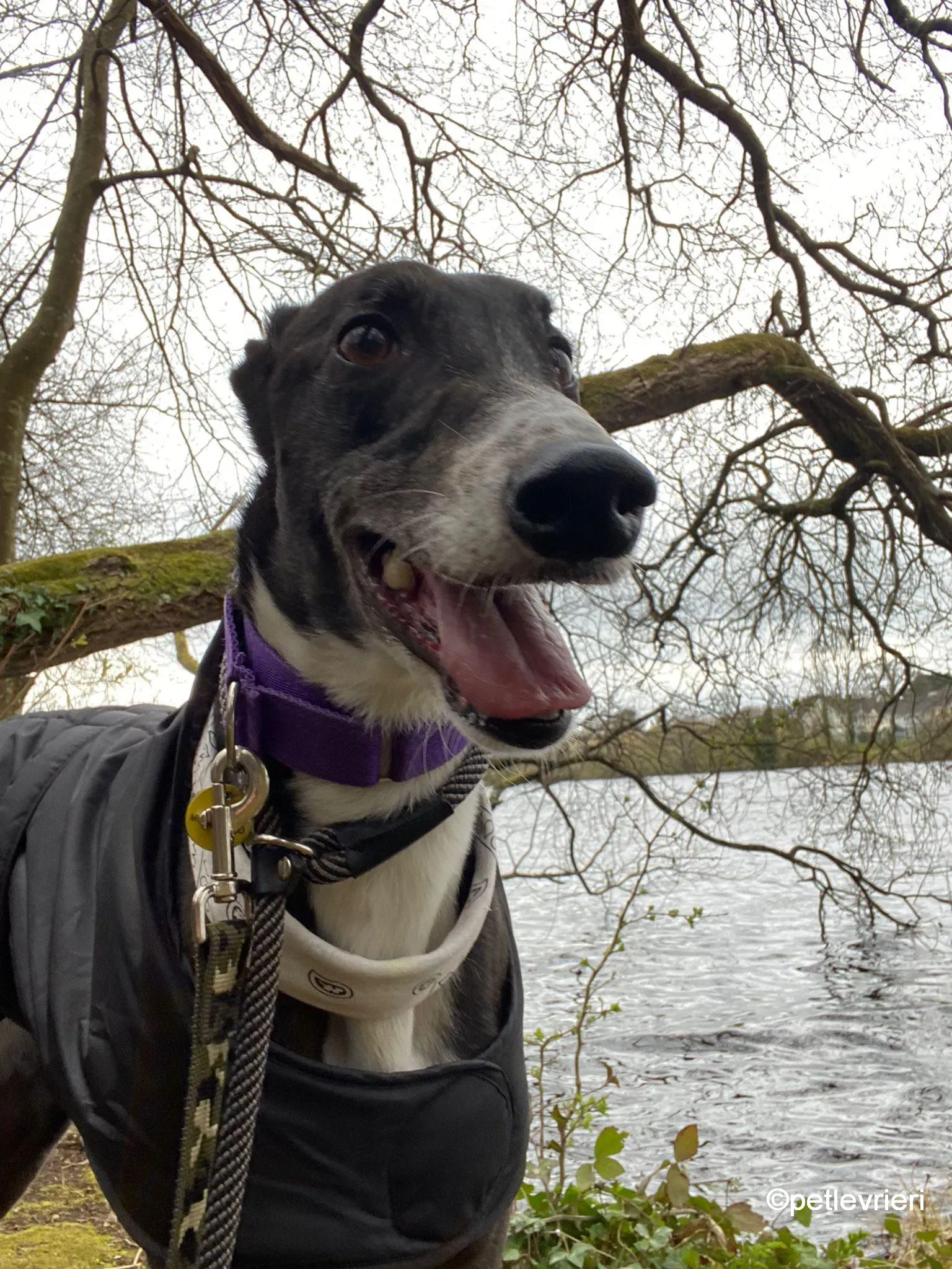 homer greyhound adozione pet levrieri 02