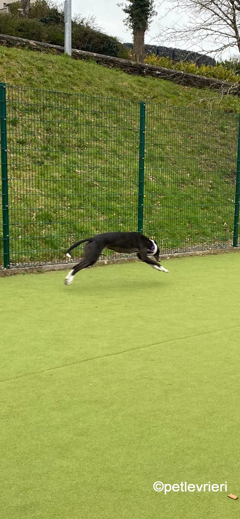 homer greyhound adozione pet levrieri 03