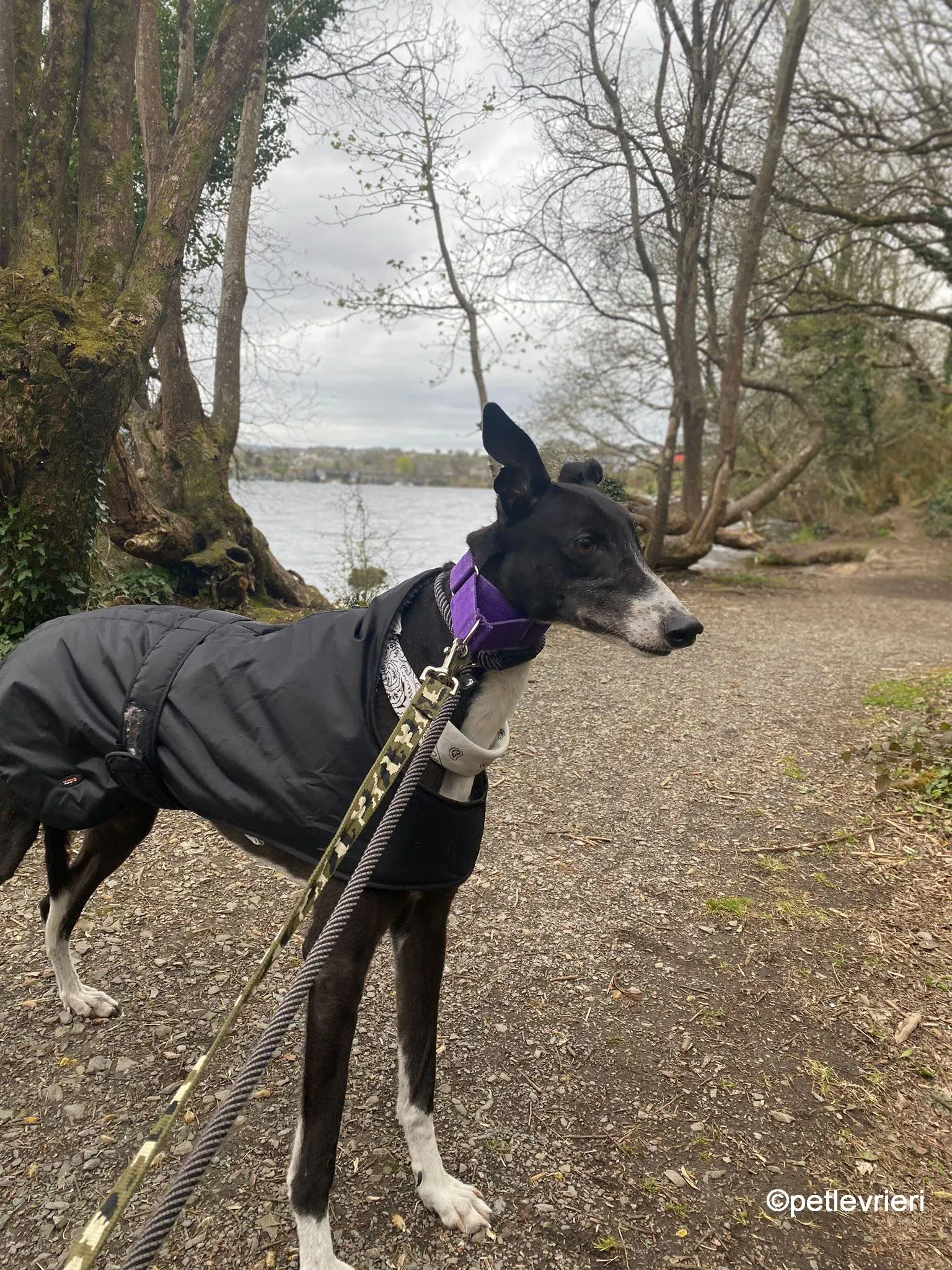 homer greyhound adozione pet levrieri 04