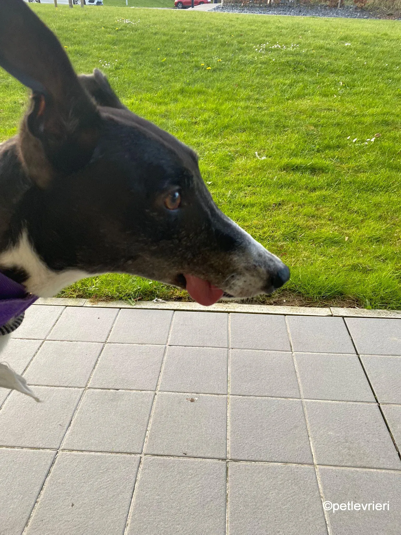 homer greyhound adozione pet levrieri 05