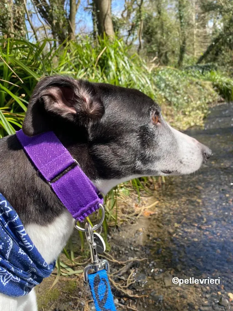 homer greyhound adozione pet levrieri 06