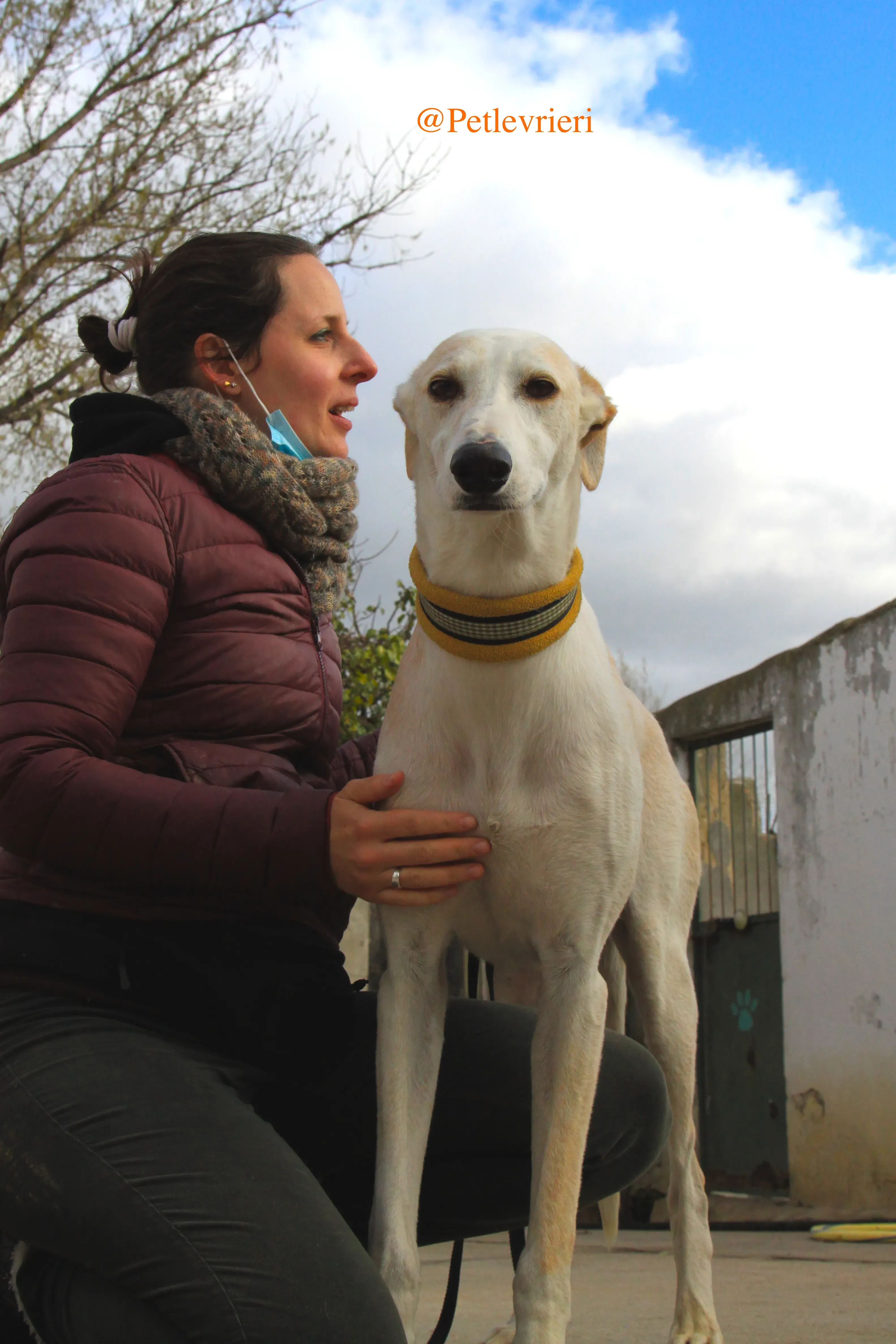 homero adozione levrieri galgo 16