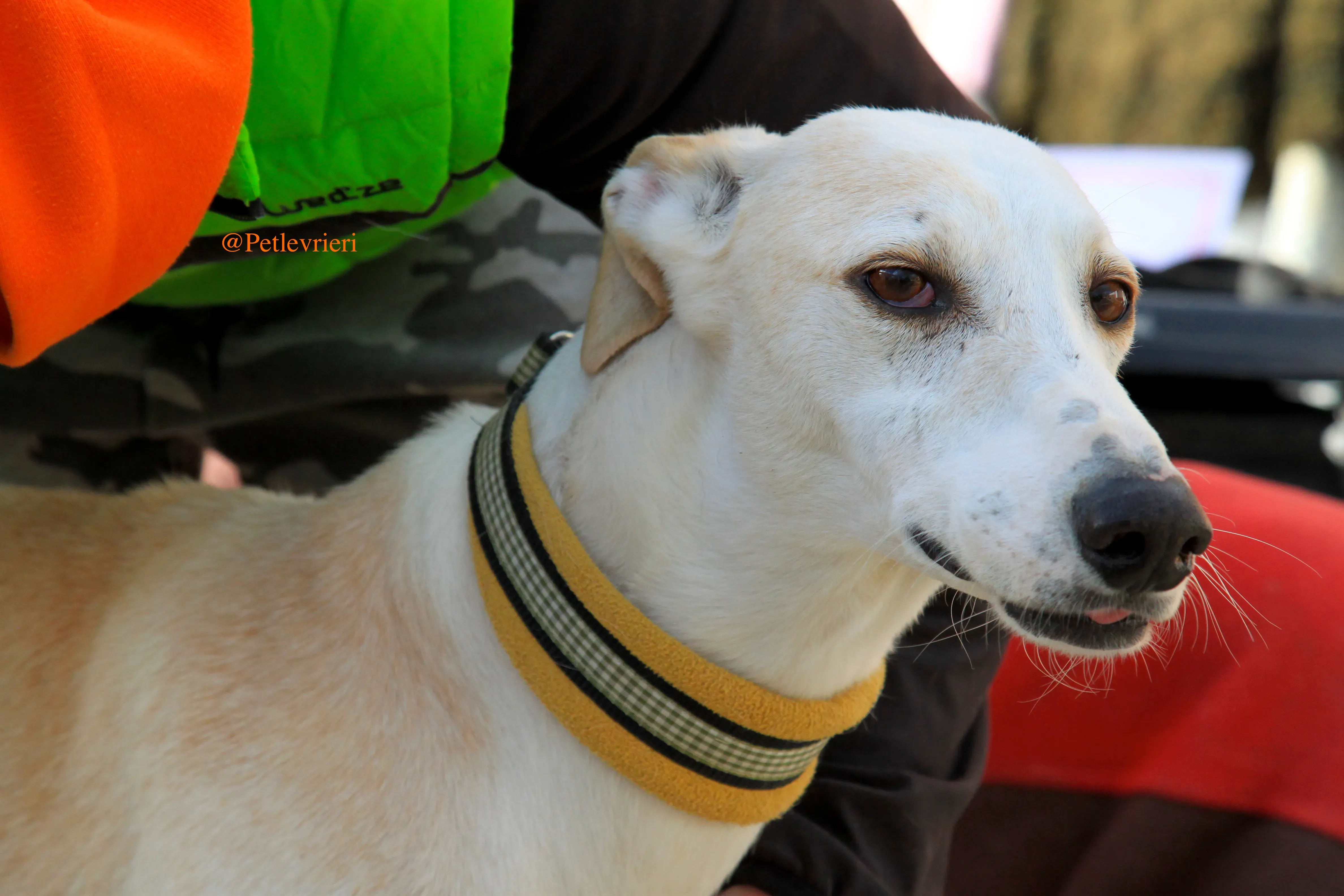 homero adozione levrieri galgo 6