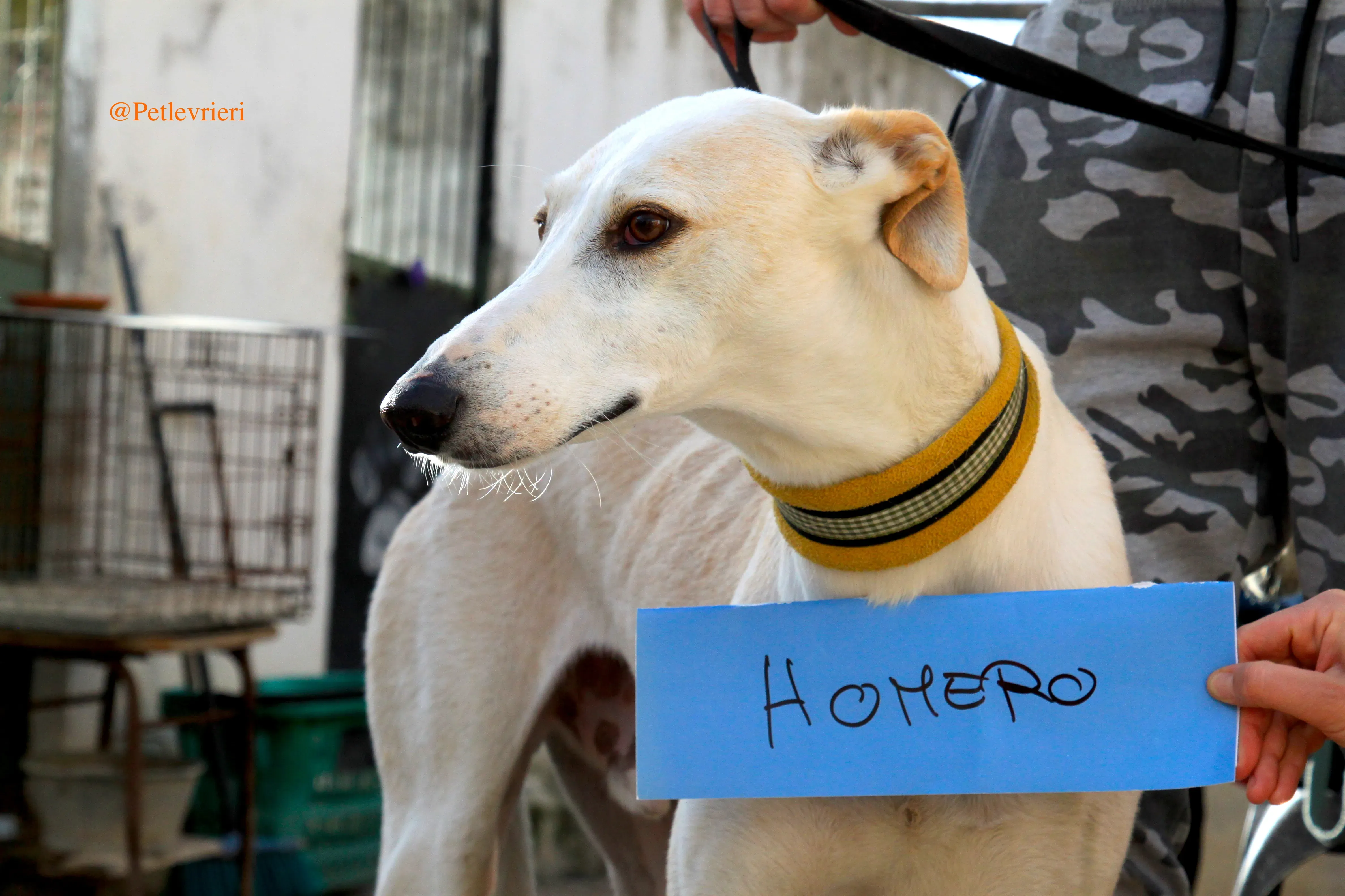 homero adozioni levrieri galgo 10