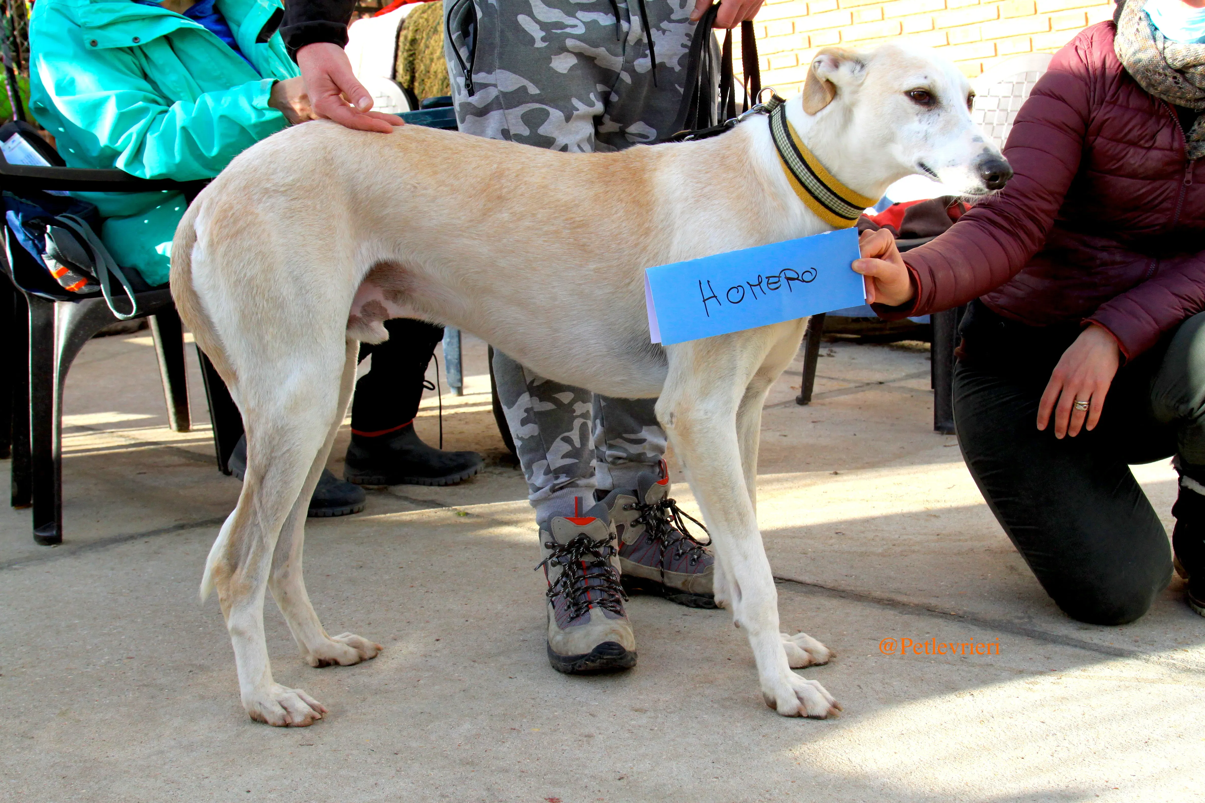 homero adozioni levrieri galgo 12