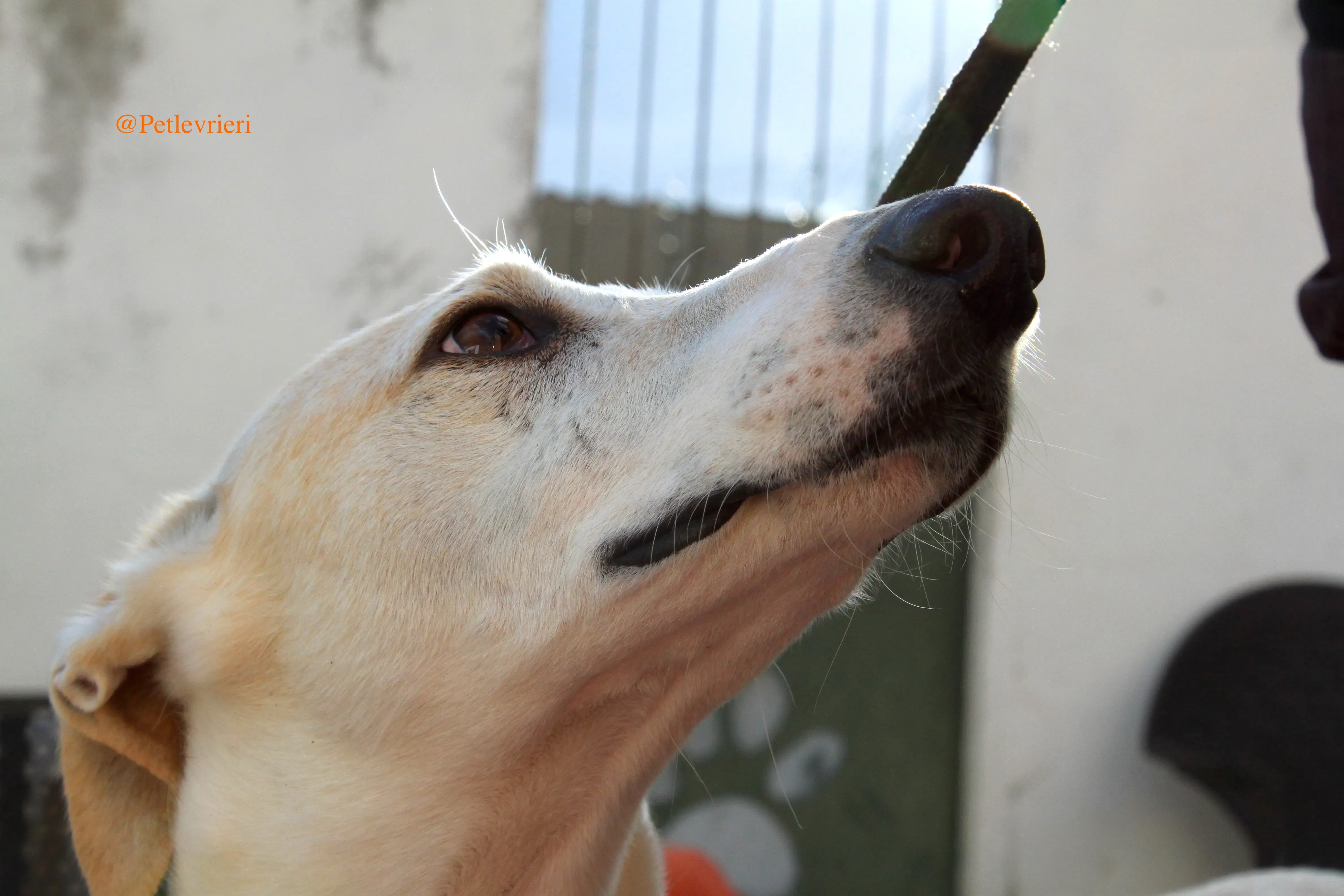 homero adozioni levrieri galgo 13