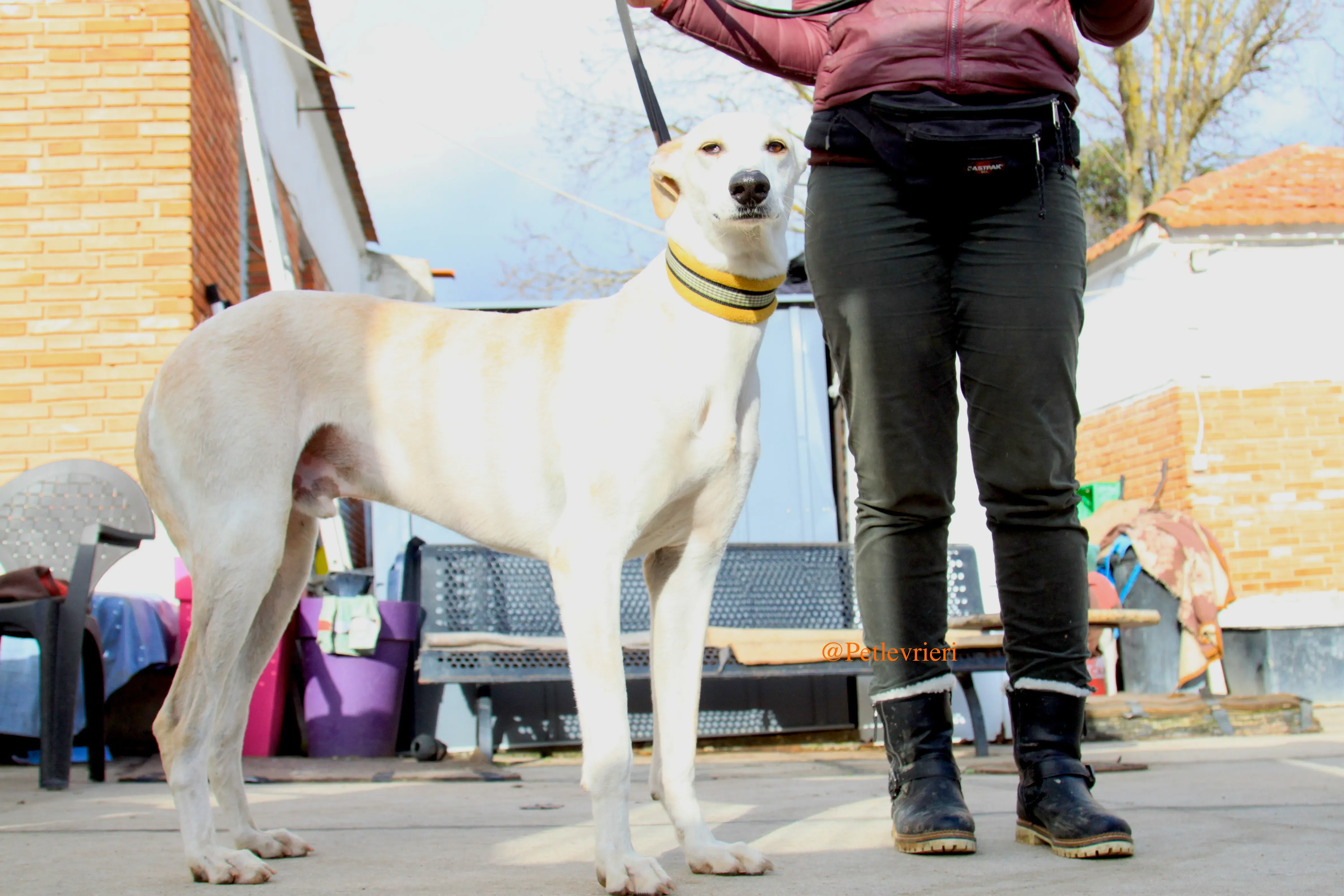 homero adozioni levrieri galgo 14