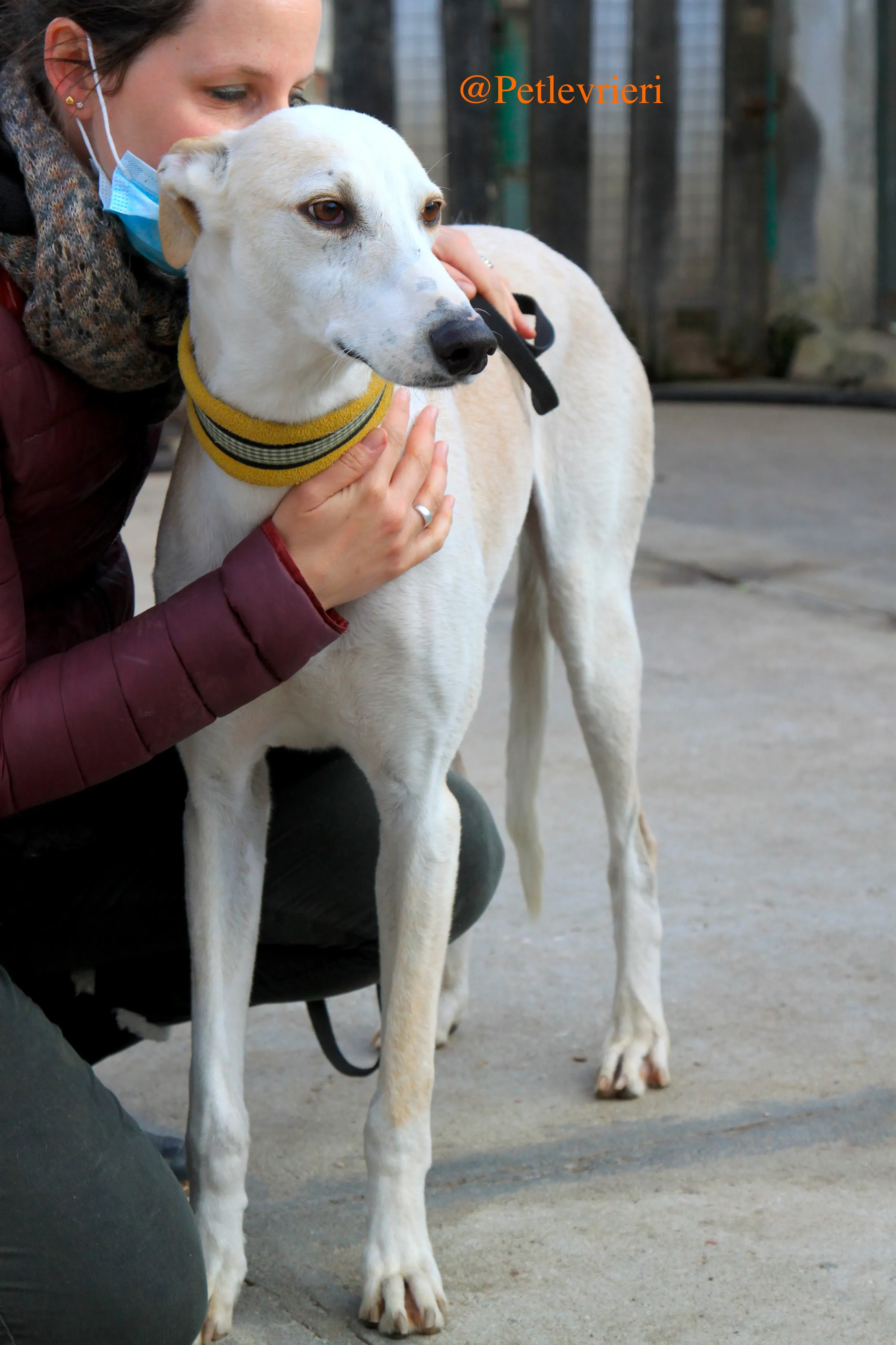 homero adozioni levrieri galgo 15