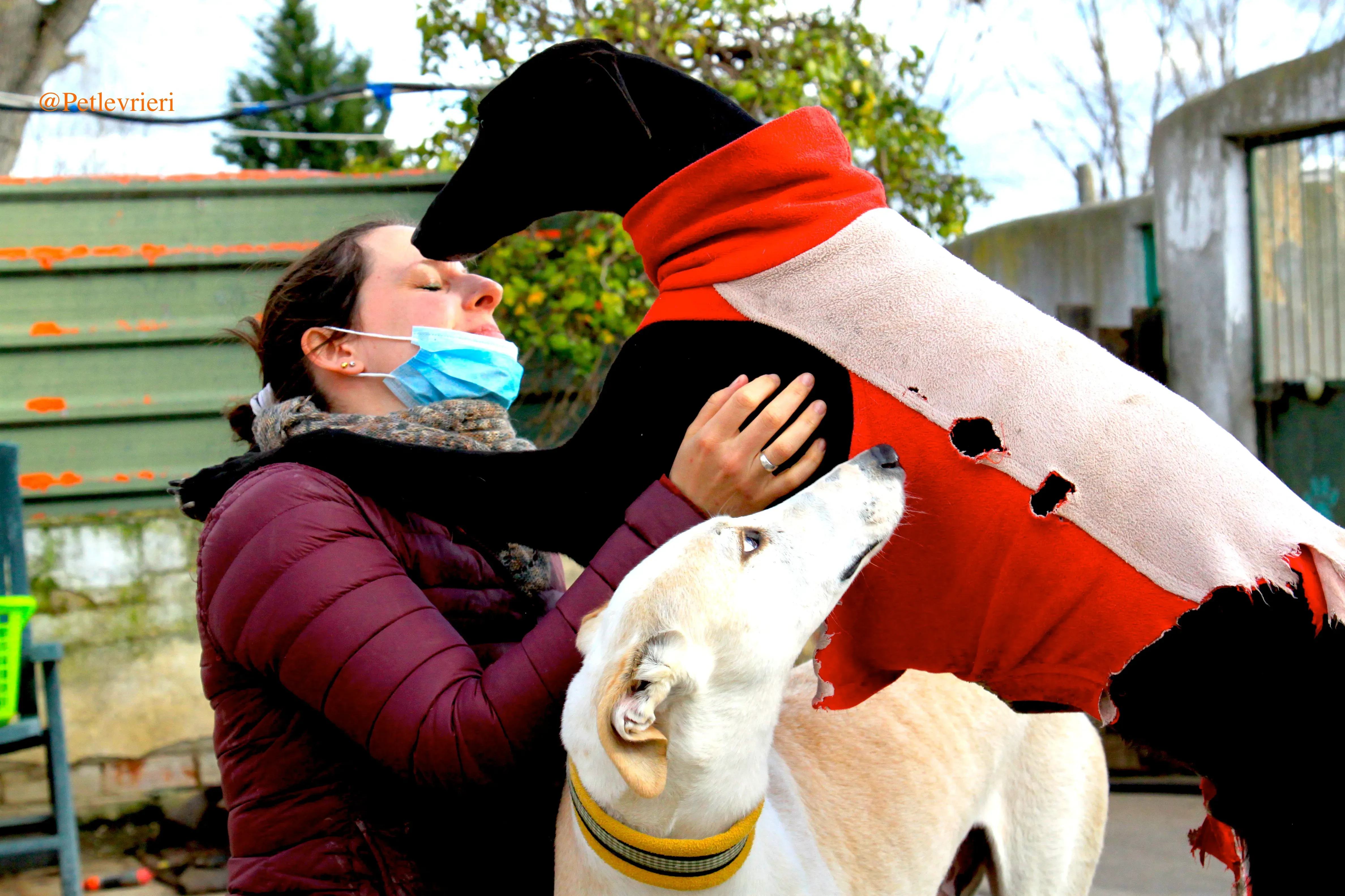 homero adozioni levrieri galgo 17