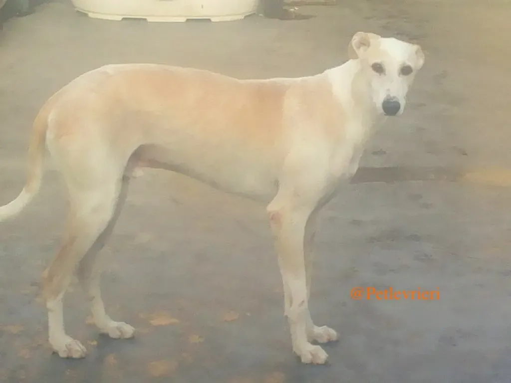 homero adozioni levrieri galgo 18