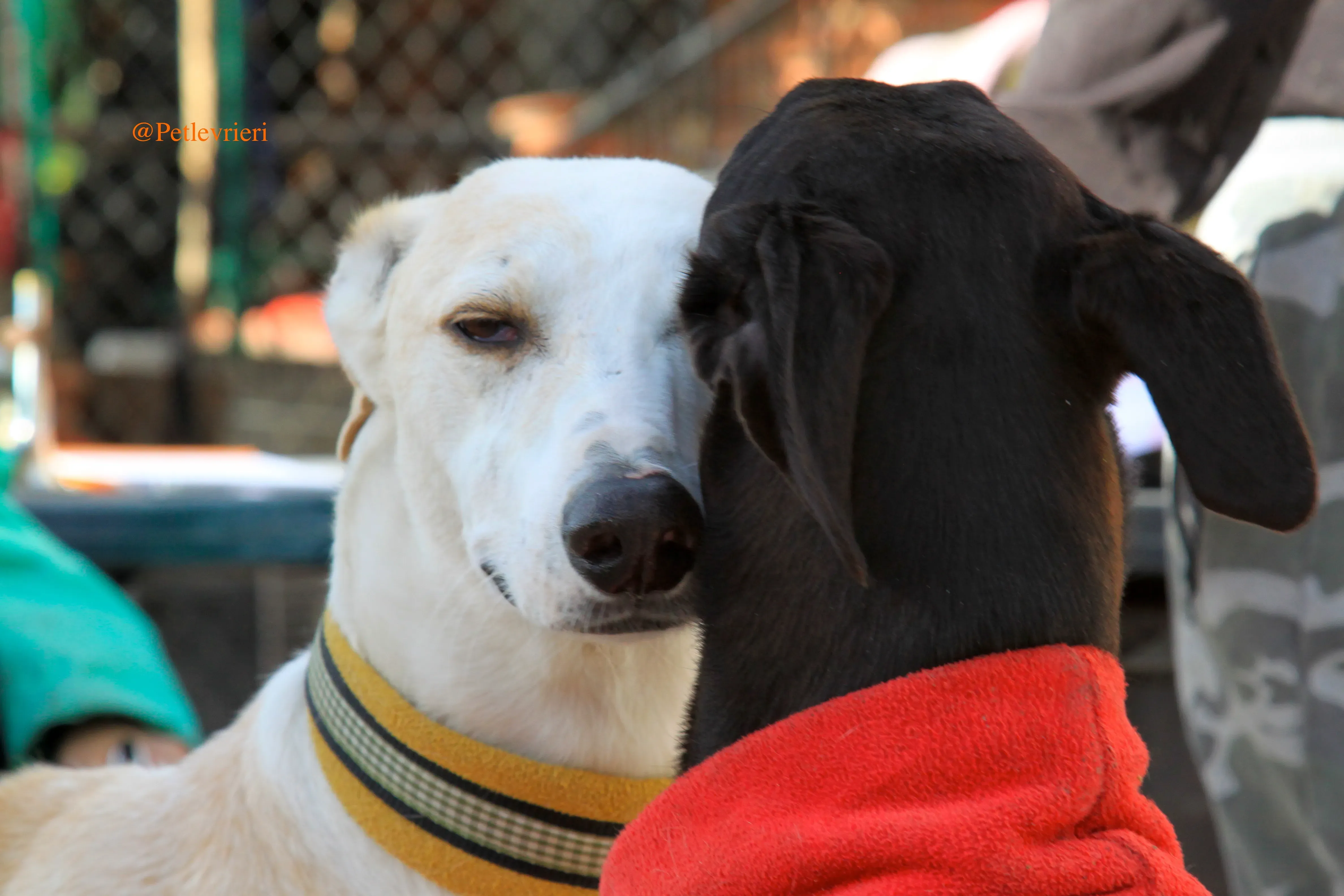homero adozioni levrieri galgo 2