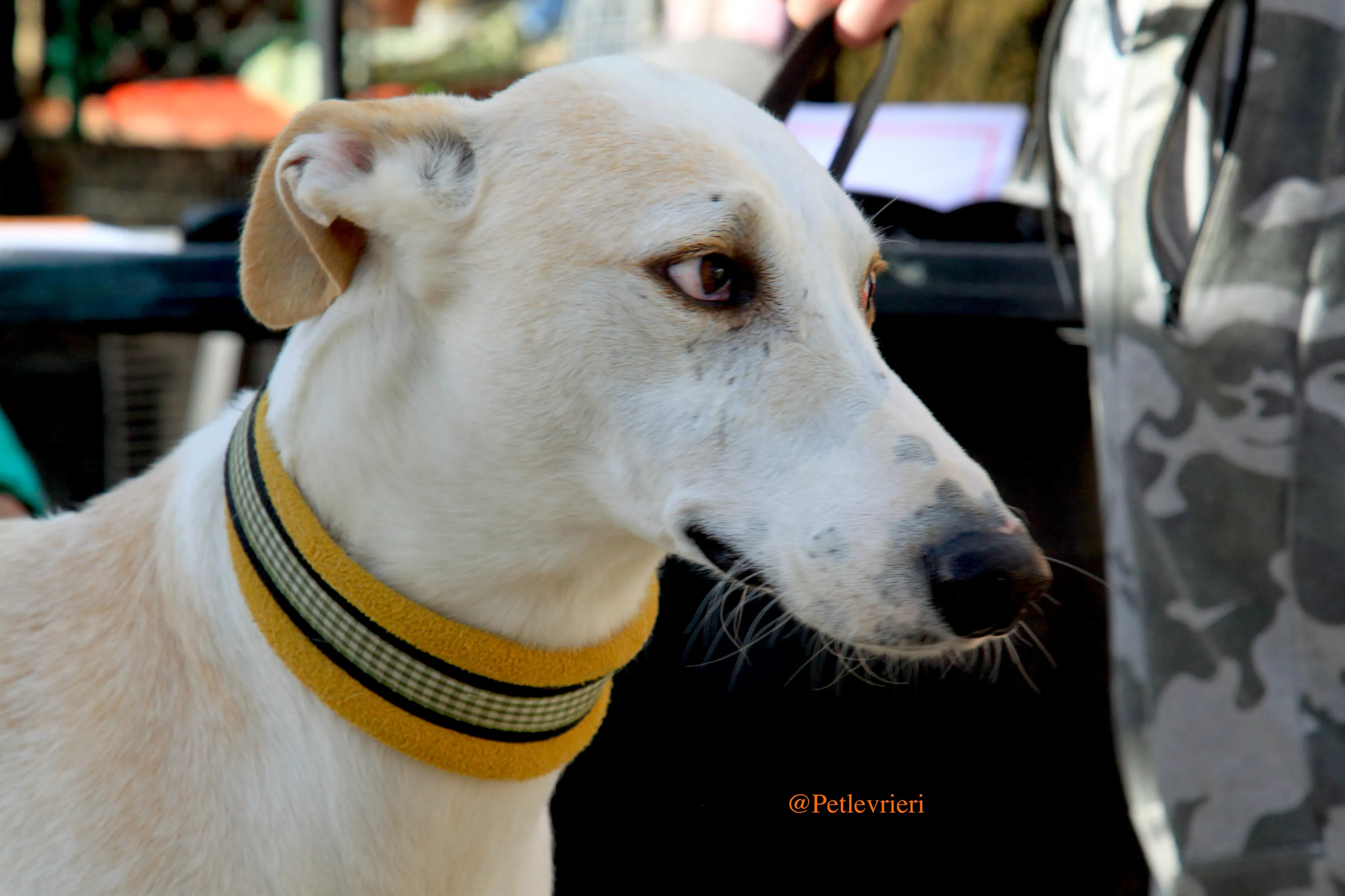 homero adozioni levrieri galgo 3