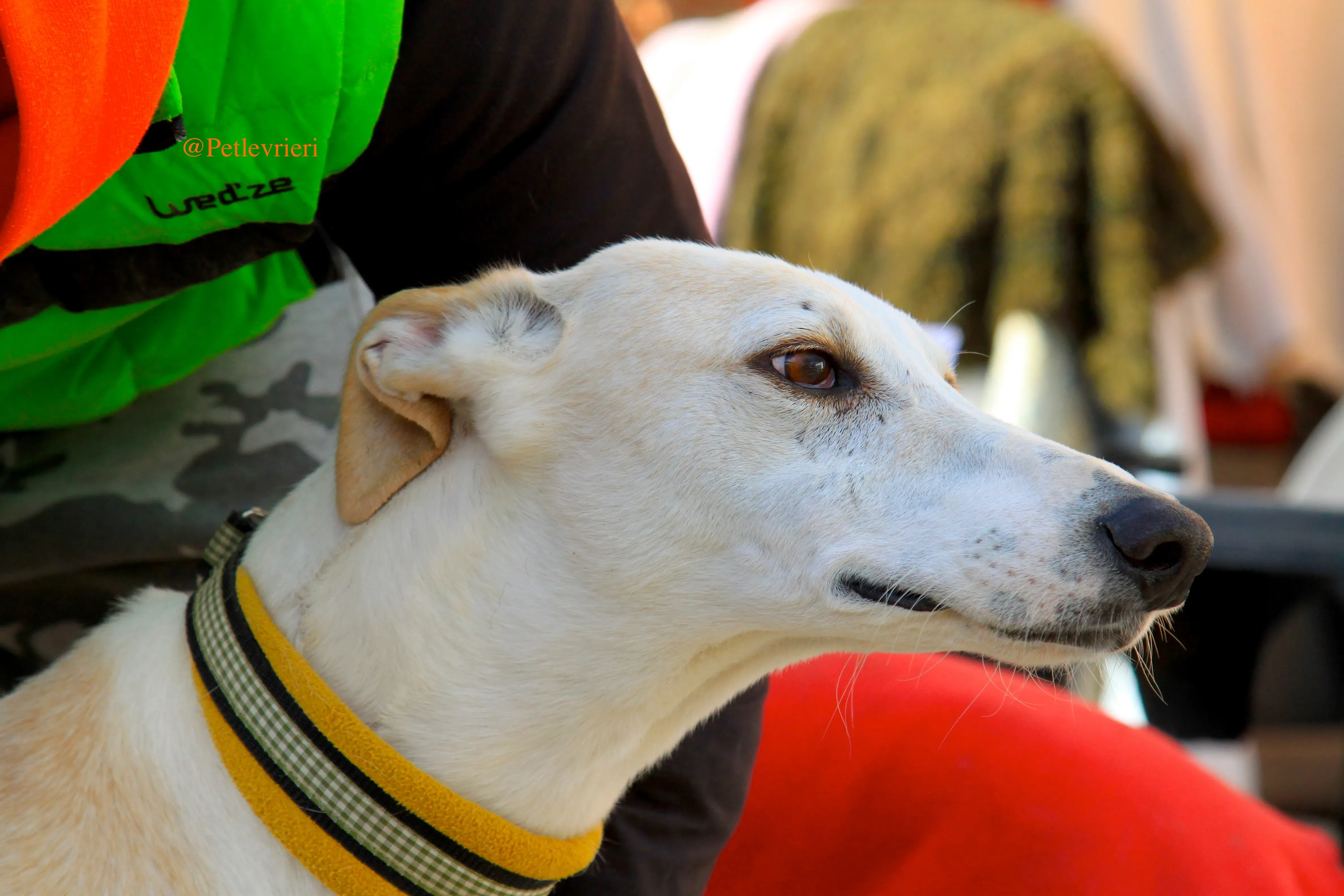 homero adozioni levrieri galgo 4