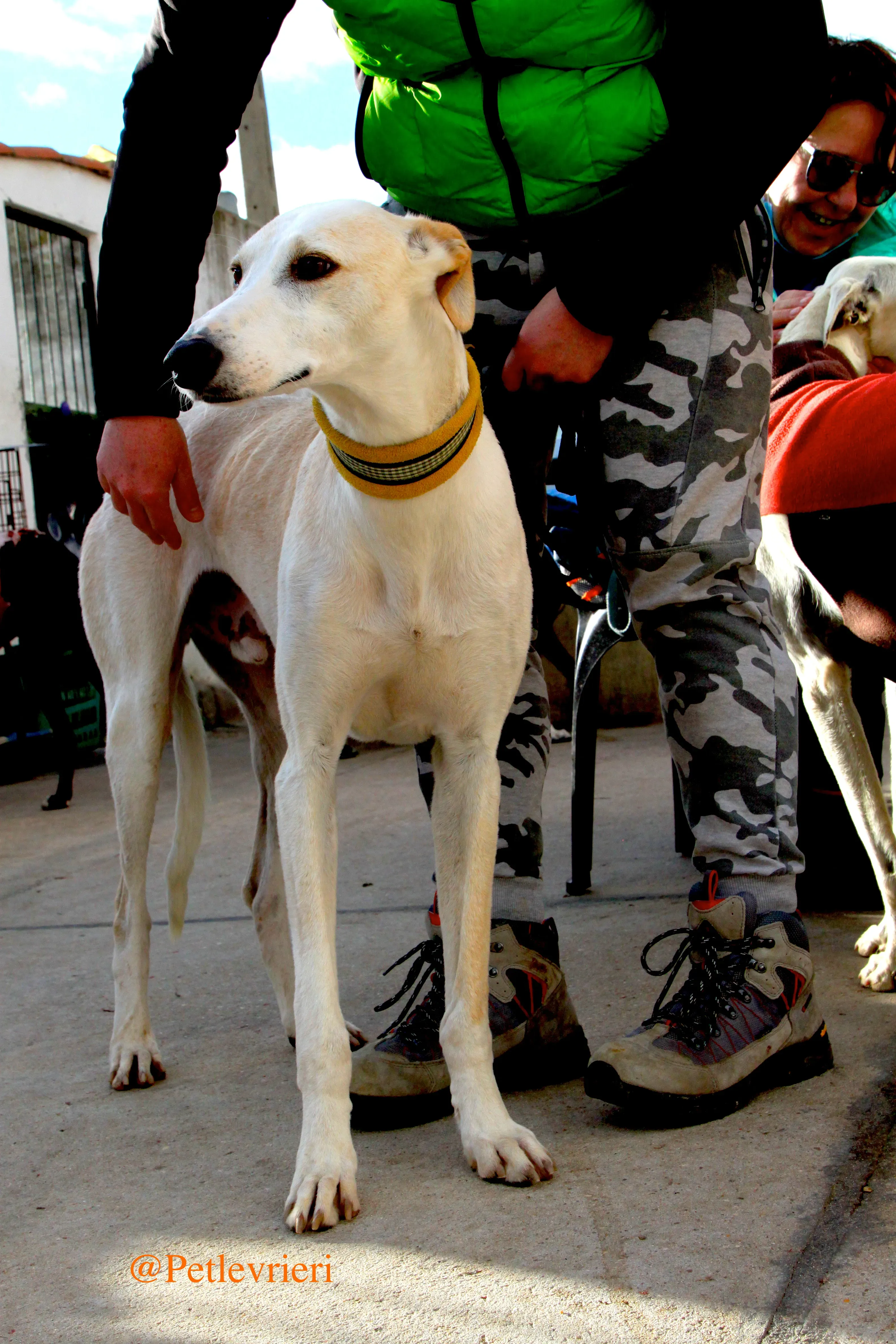 homero adozioni levrieri galgo 7