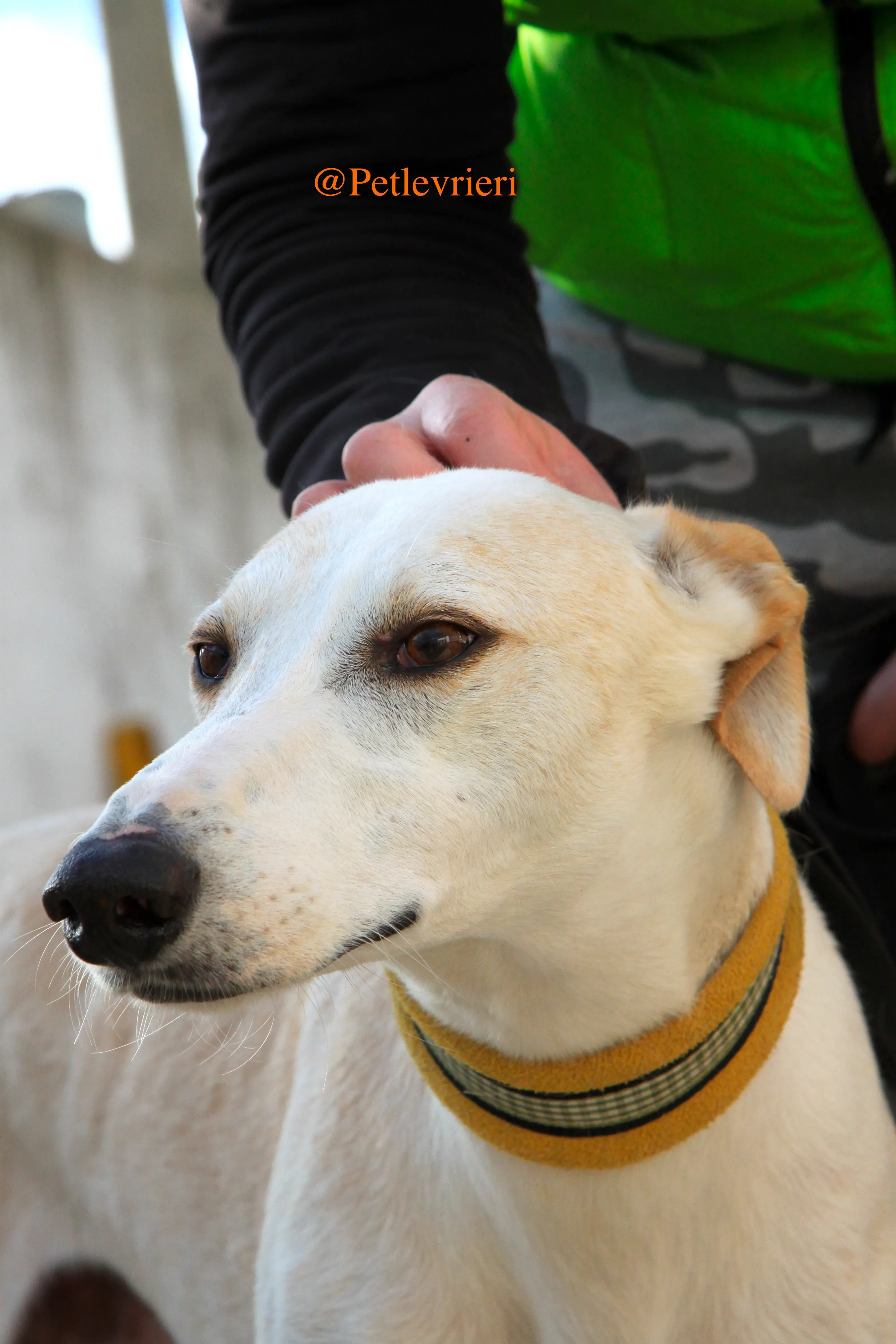 homero adozioni levrieri galgo 8