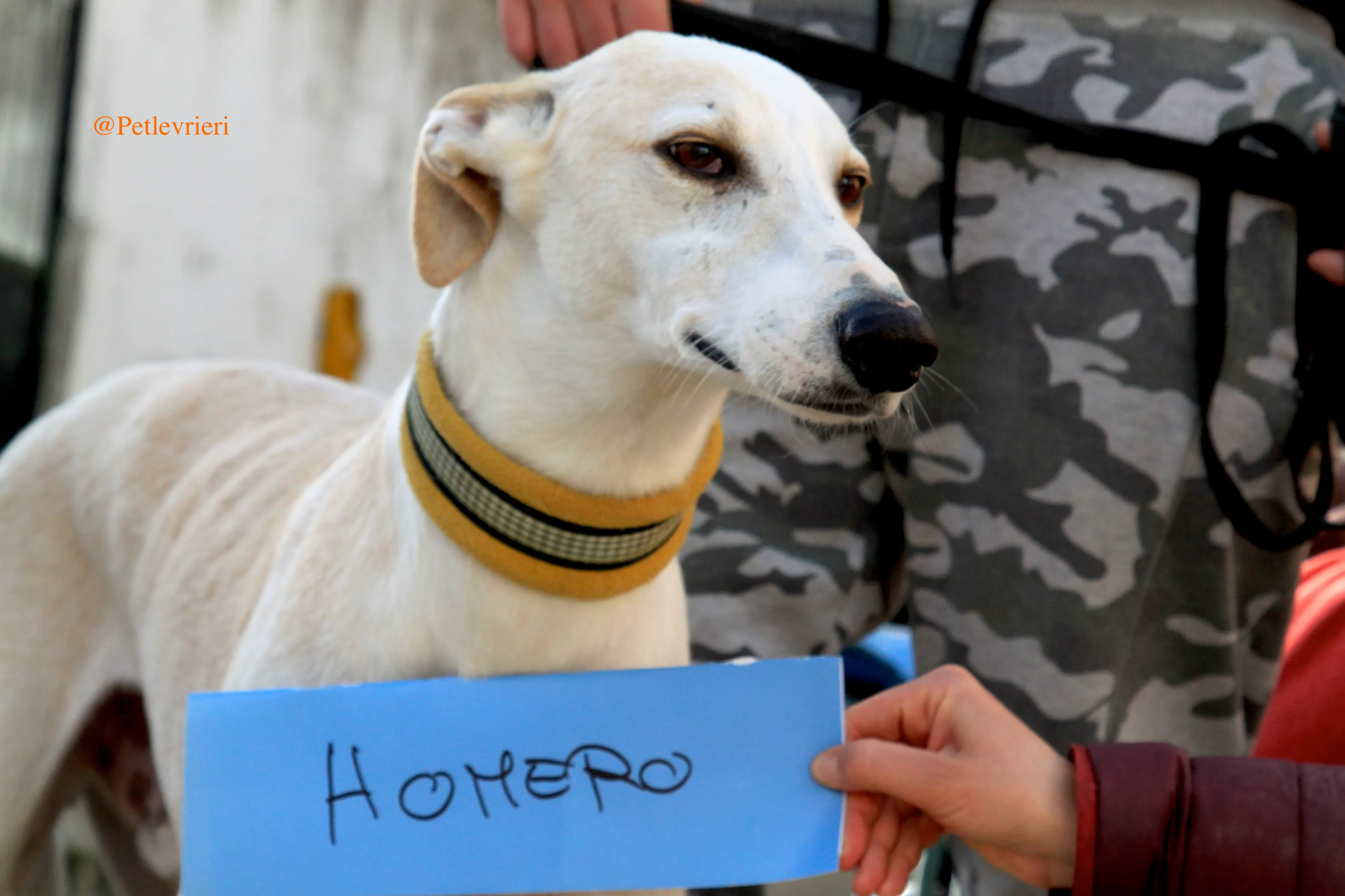 homero adozioni levrieri galgo 9
