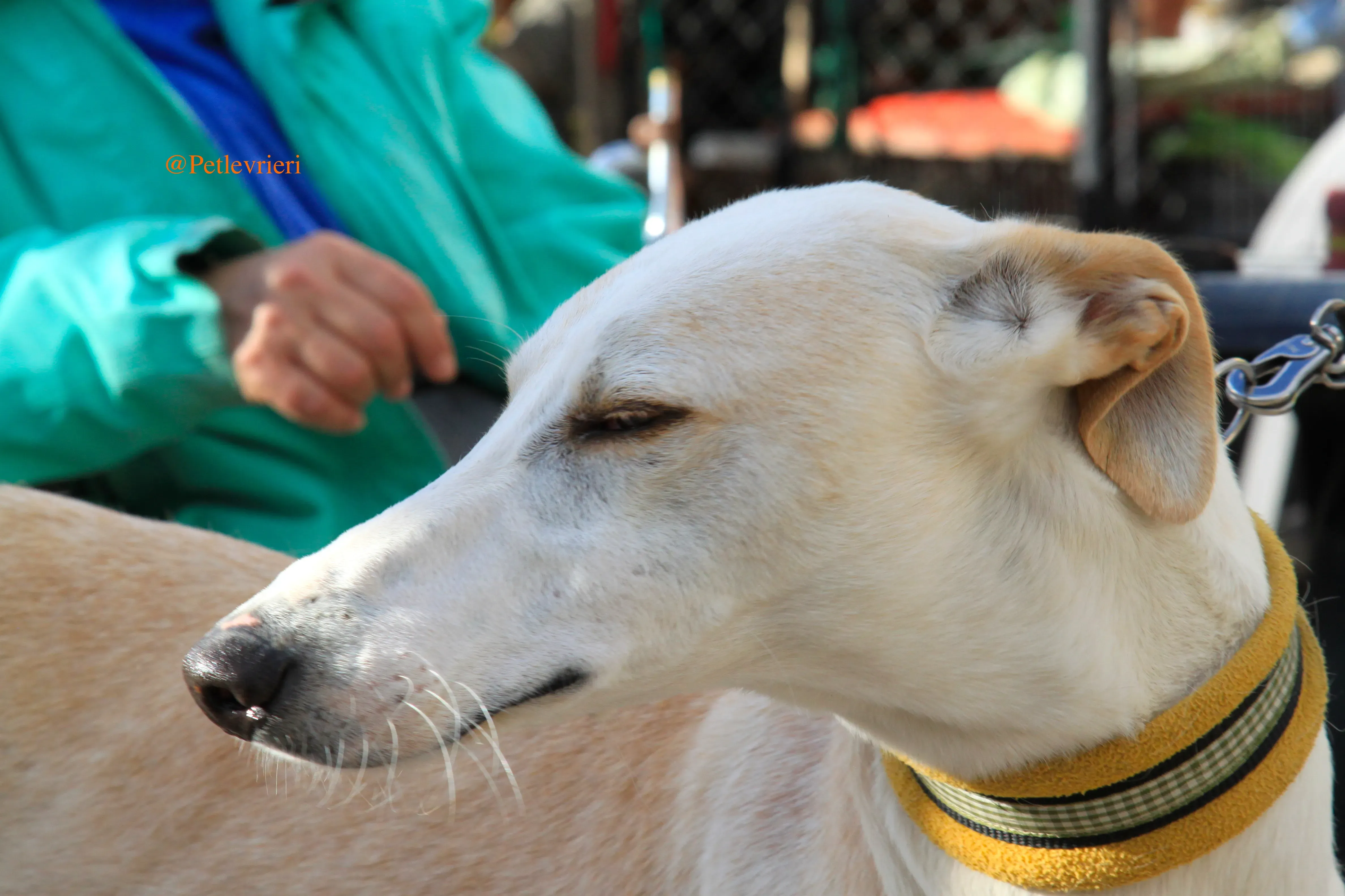homero adozioni levrieri galgo1