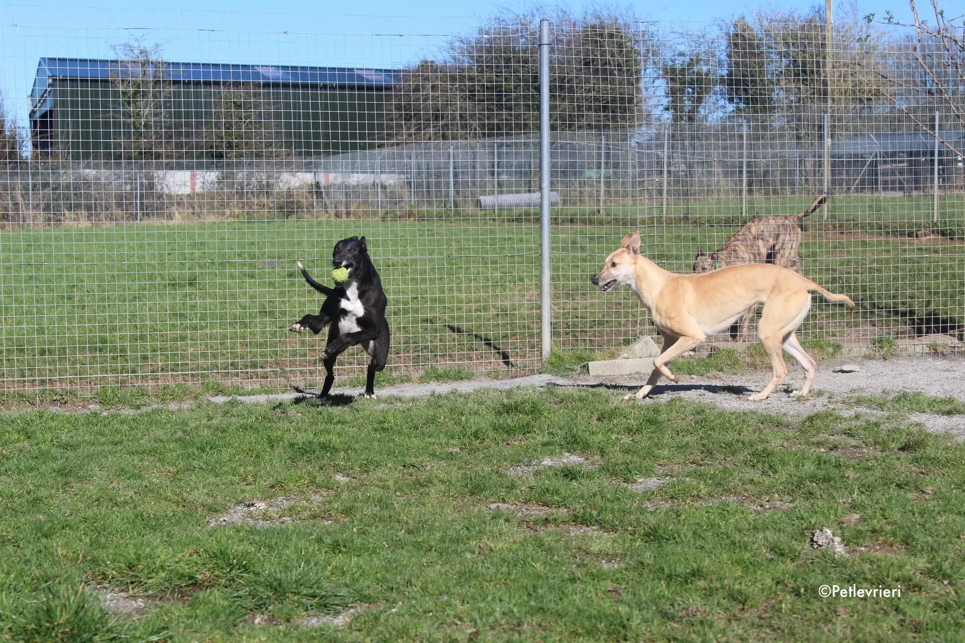 hope e jim adozione levrieri greyhound 