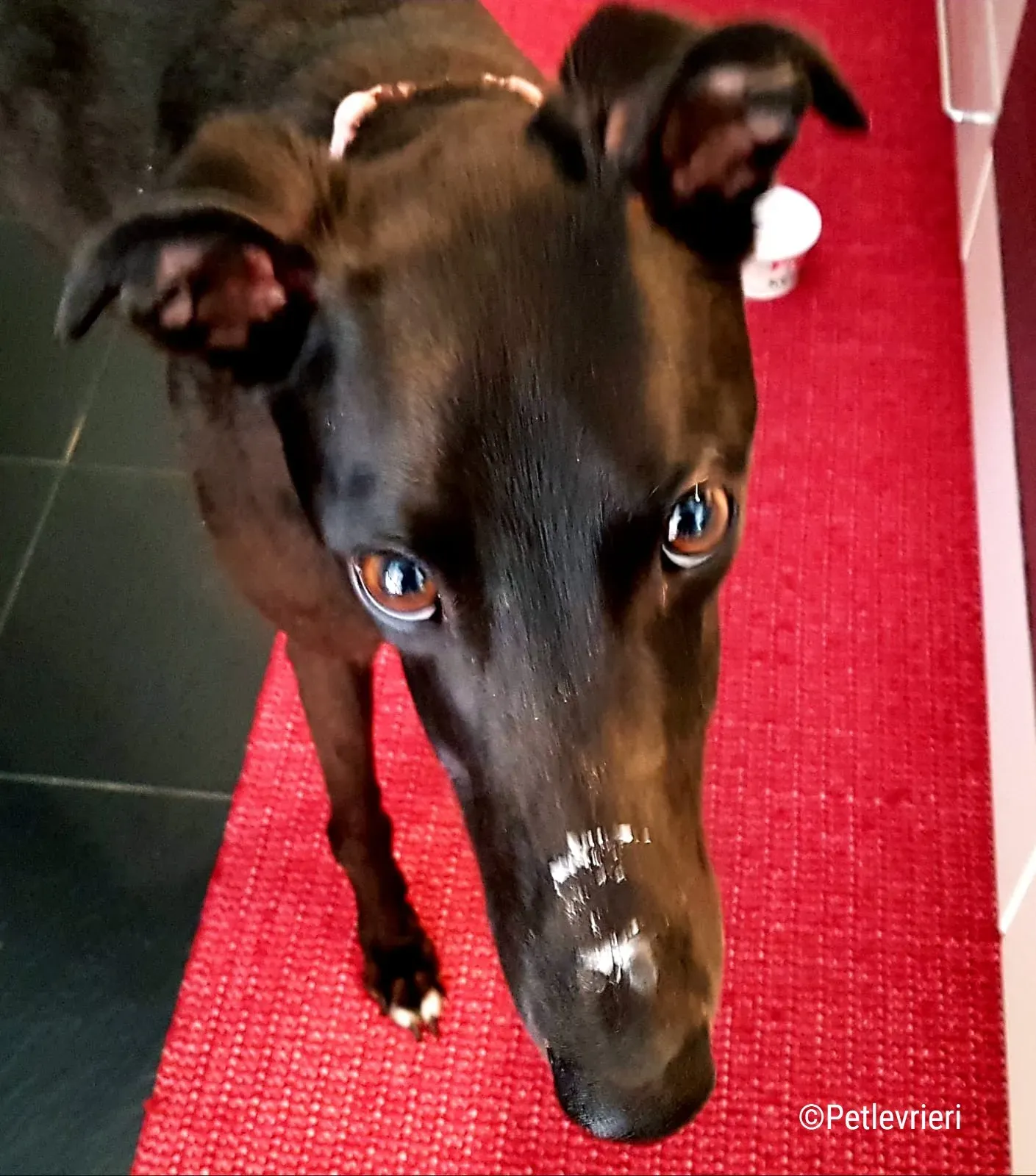 hope greyhound pet levrieri felici casa 1