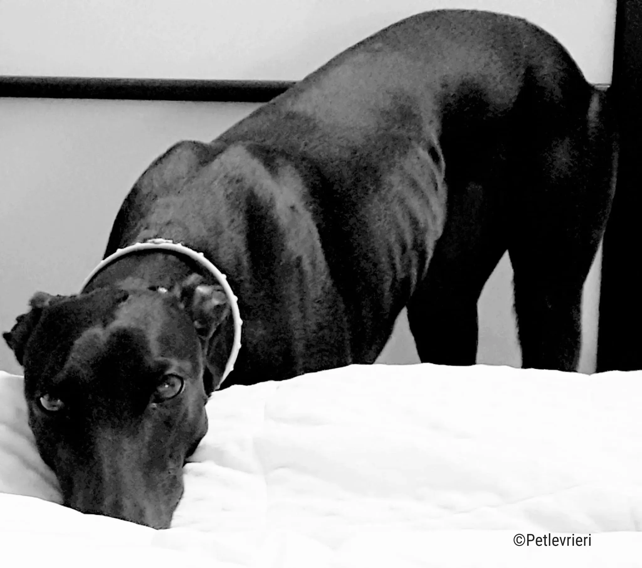 hope greyhound pet levrieri felici casa