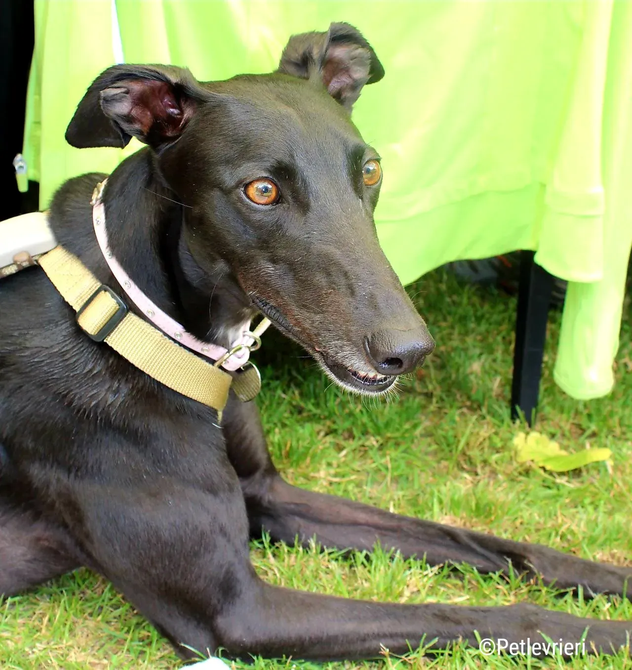 hope greyhound pet levrieri felici casa10