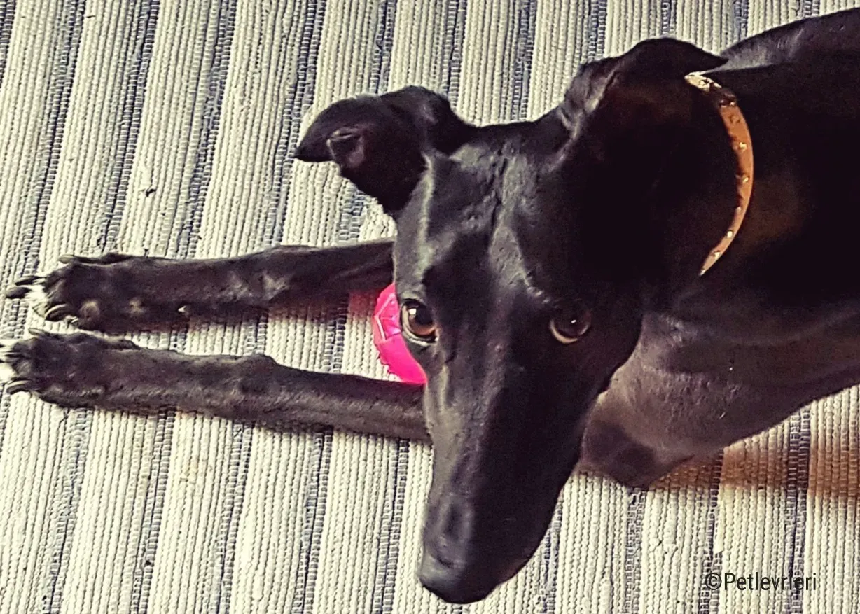 hope greyhound pet levrieri felici casa11