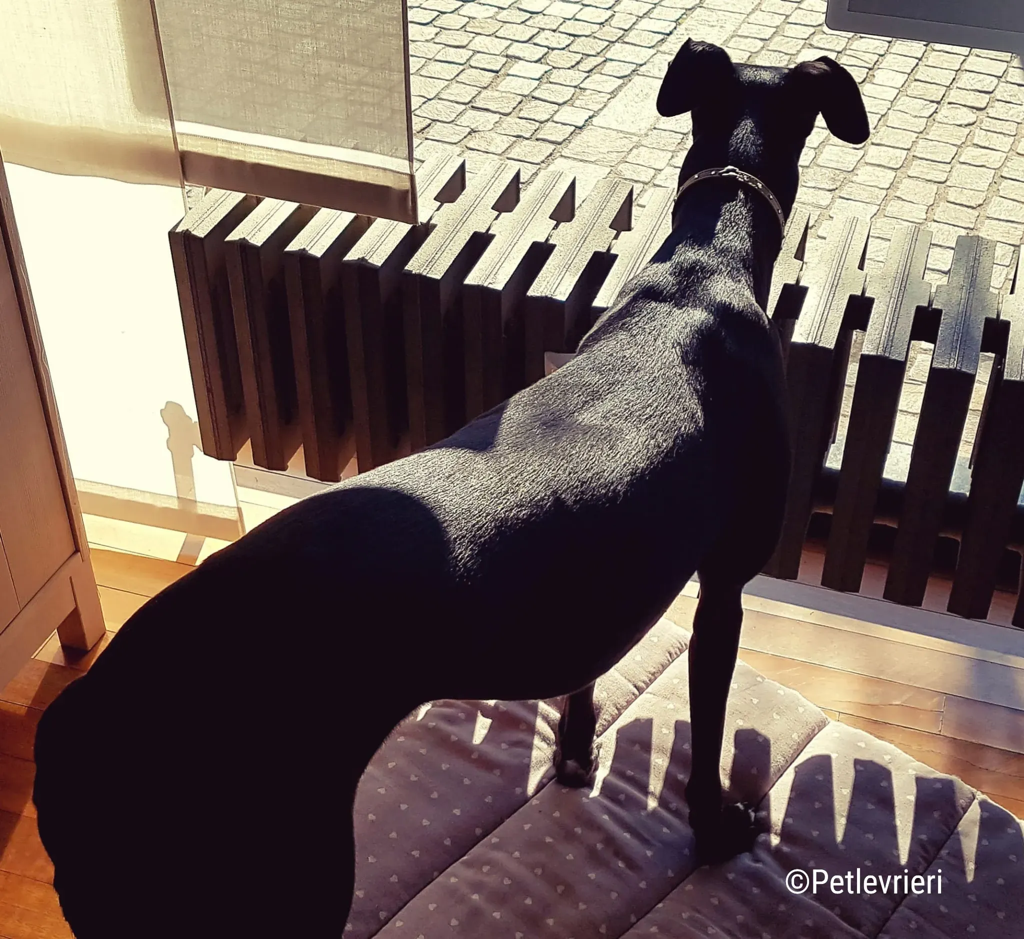 hope greyhound pet levrieri felici casa12