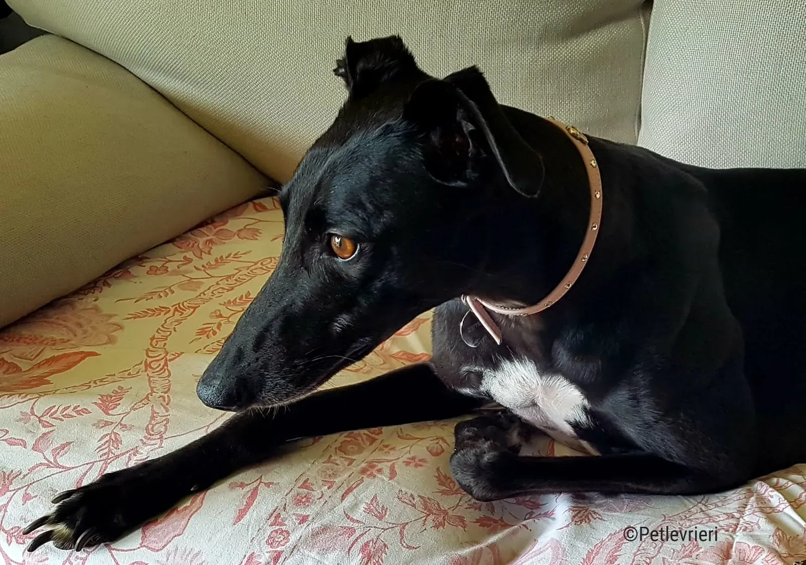 hope greyhound pet levrieri felici casa13