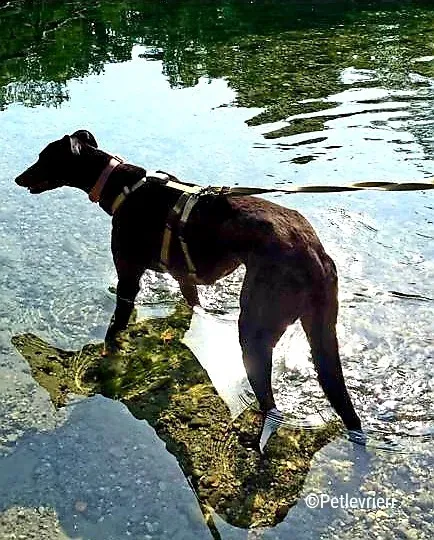 hope greyhound pet levrieri felici casa14