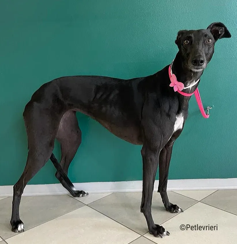 hope greyhound pet levrieri felici casa15