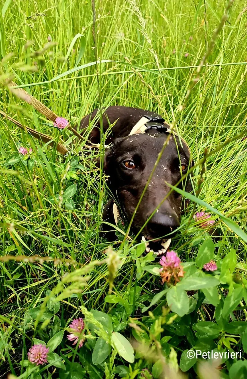 hope greyhound pet levrieri felici casa16