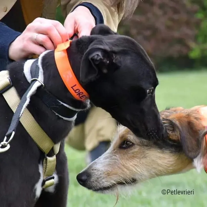 hope greyhound pet levrieri felici casa3