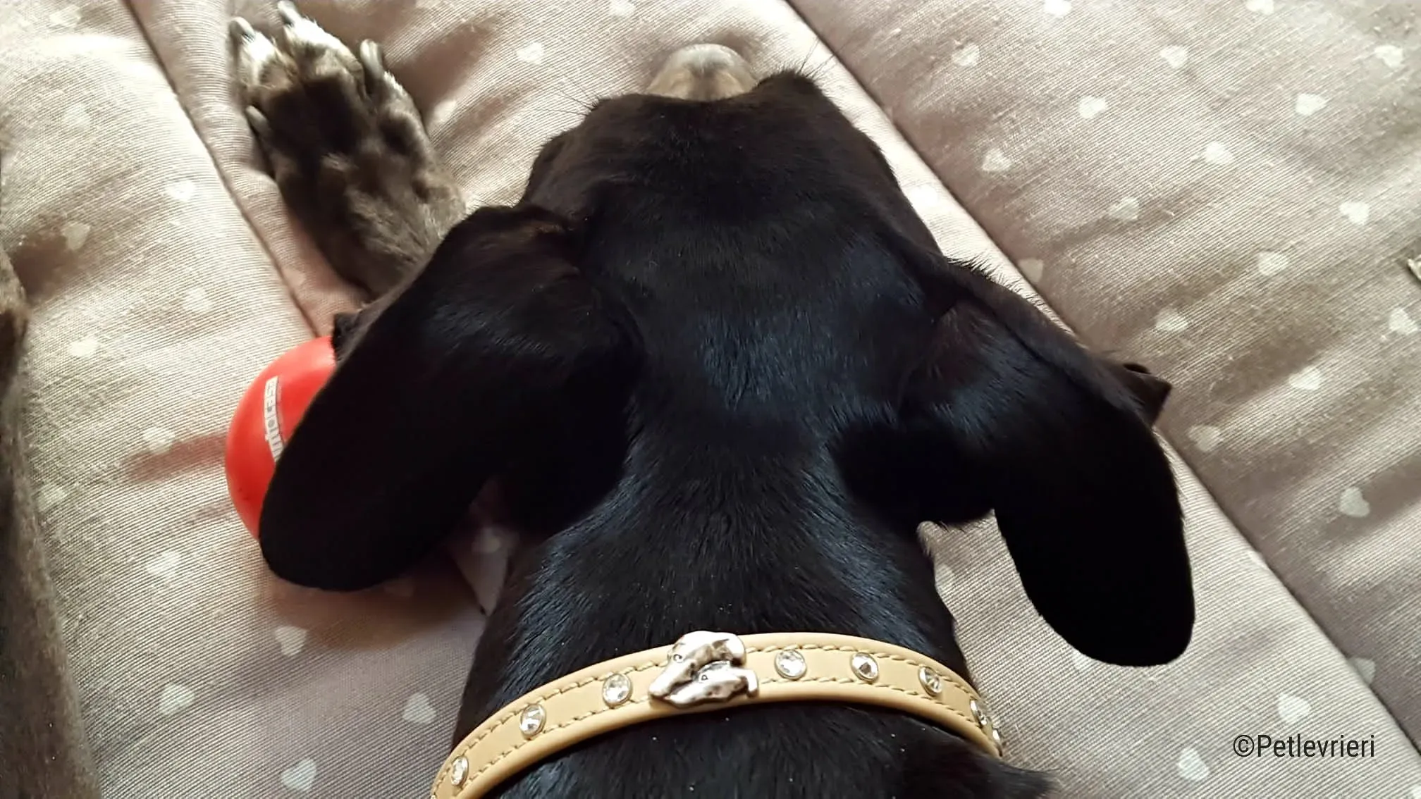 hope greyhound pet levrieri felici casa4