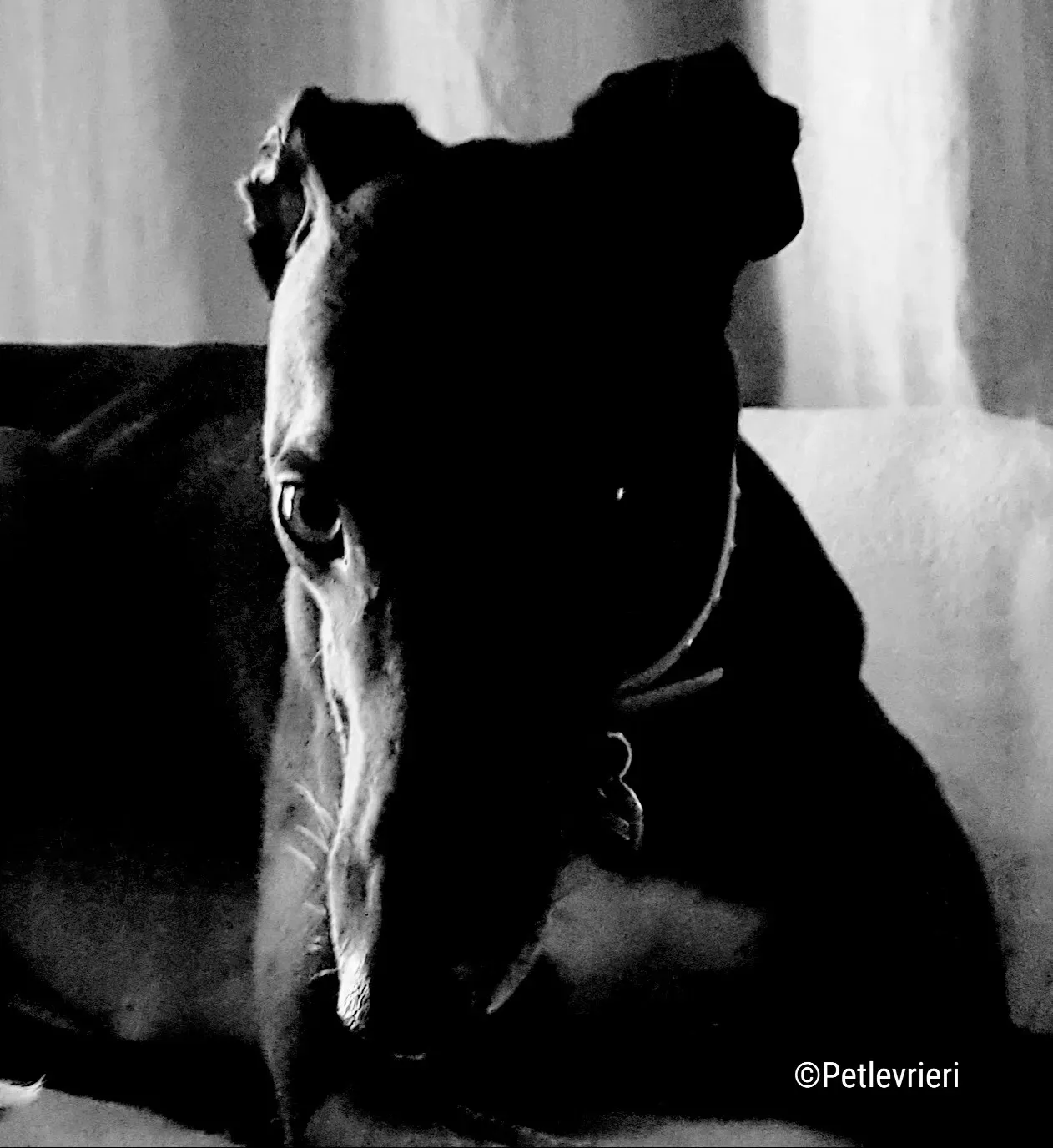 hope greyhound pet levrieri felici casa5