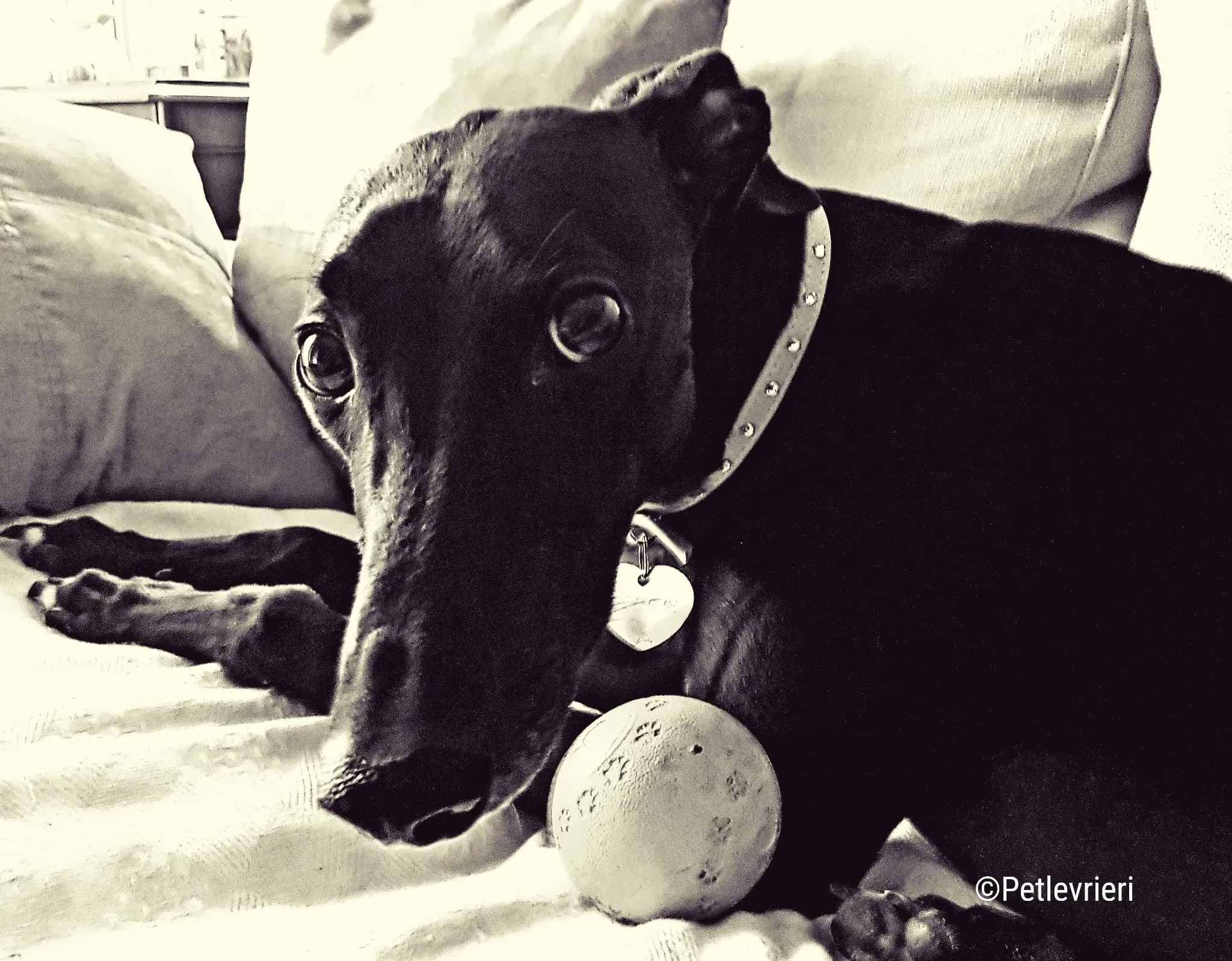 hope greyhound pet levrieri felici casa6