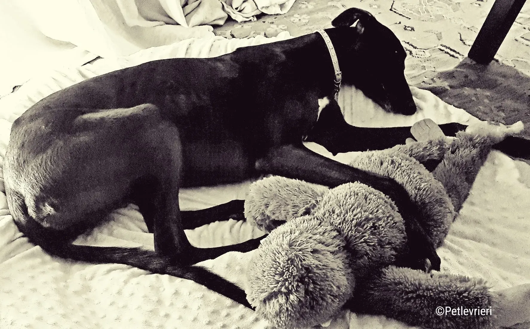 hope greyhound pet levrieri felici casa7